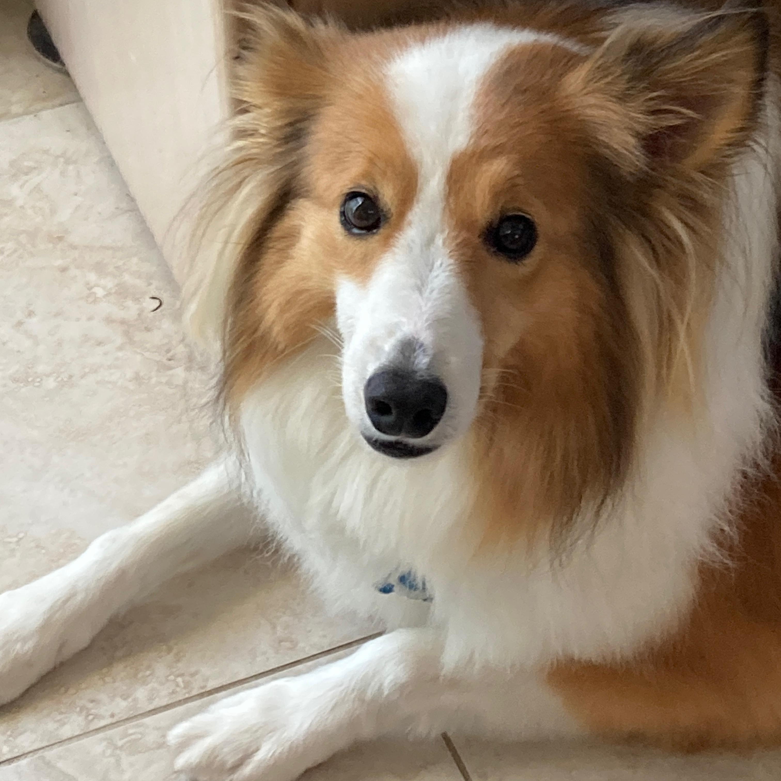 Enlarge Lucky, a ADOPTABLE Shetland Sheepdog / Sheltie in Palm Bay, FL image 3/5