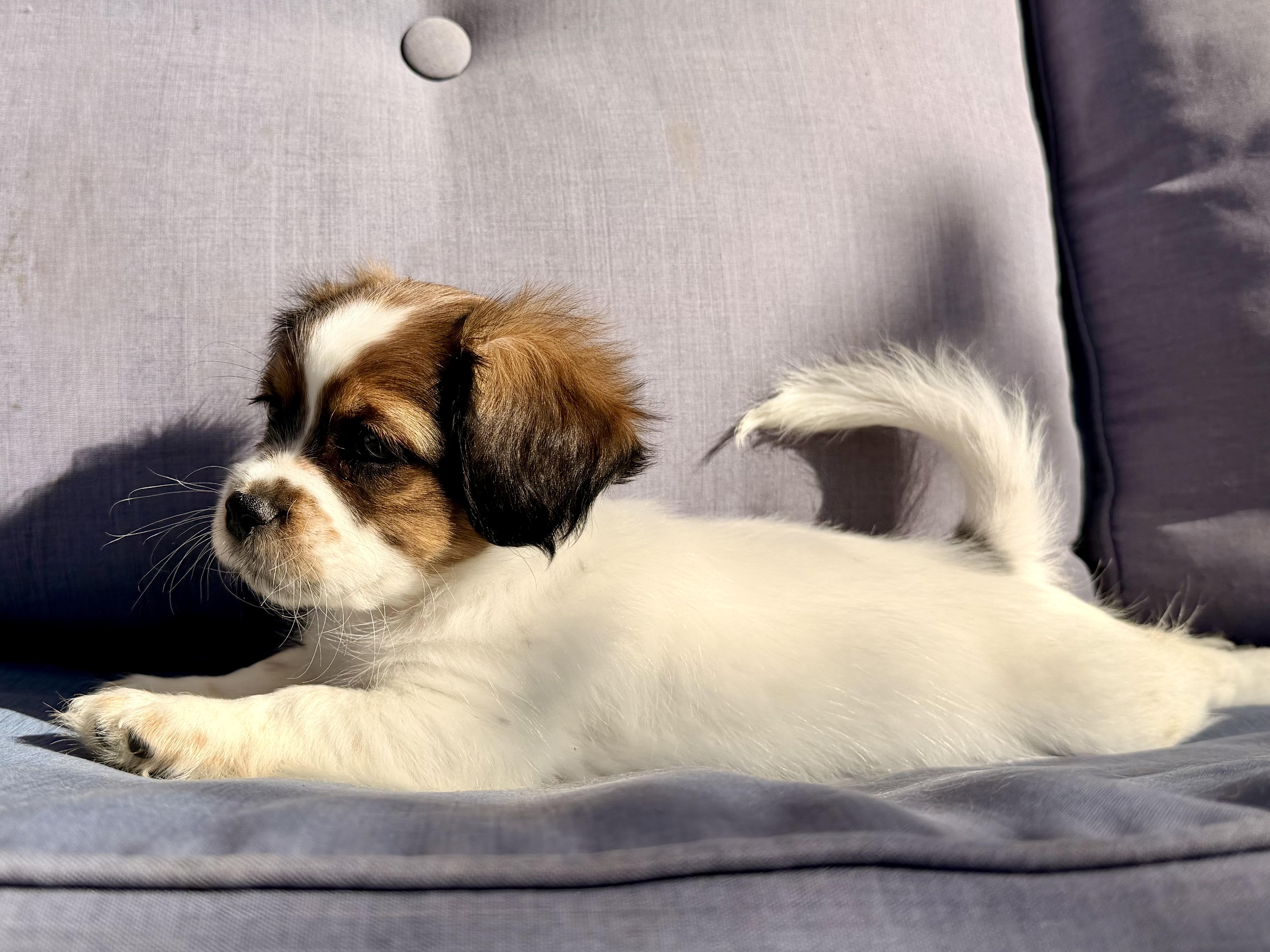 Enlarge Maui , a ADOPTABLE mixed breed in ontario, CA image 2/5