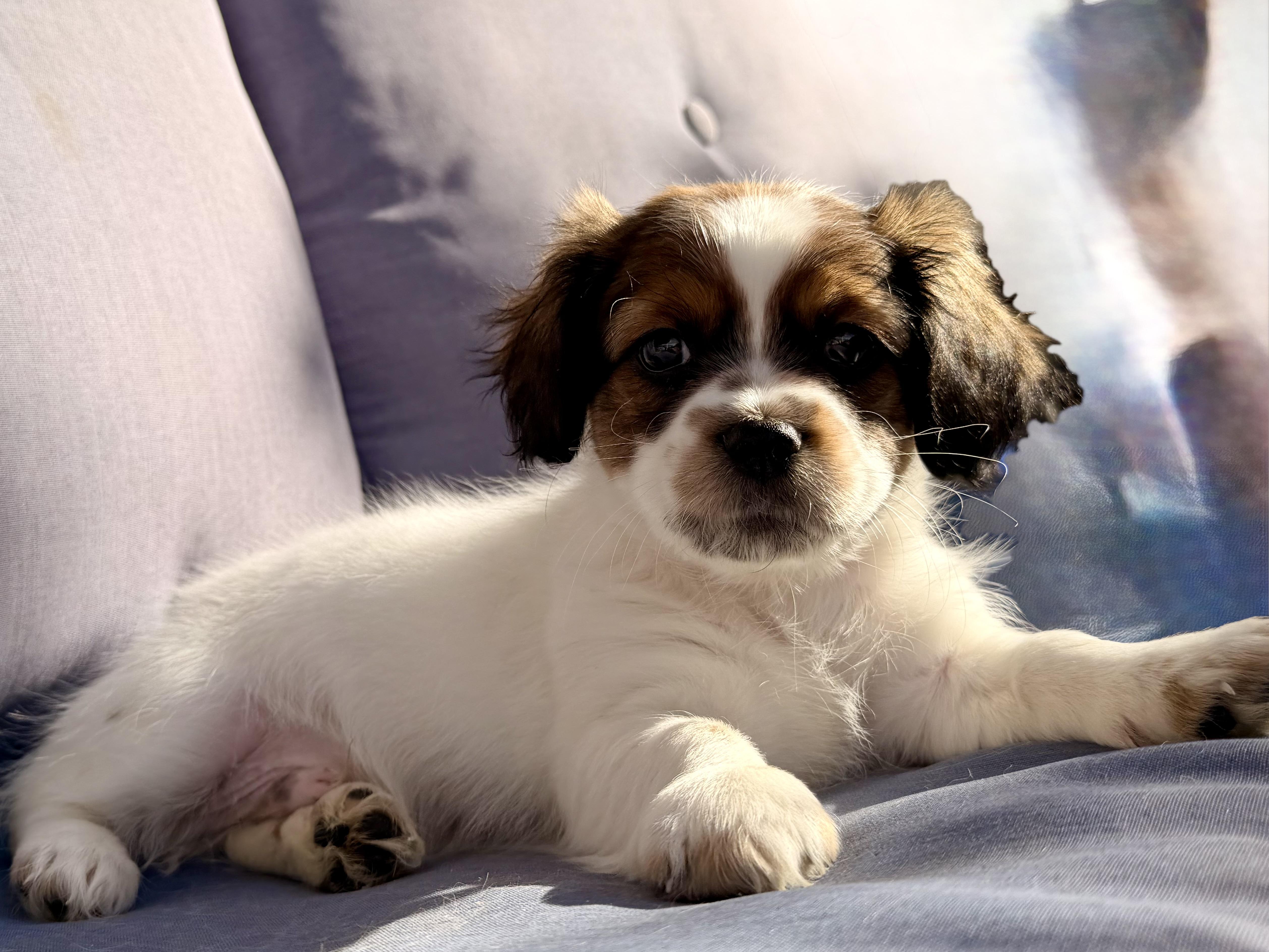 Enlarge Maui , a ADOPTABLE mixed breed in ontario, CA image 3/5