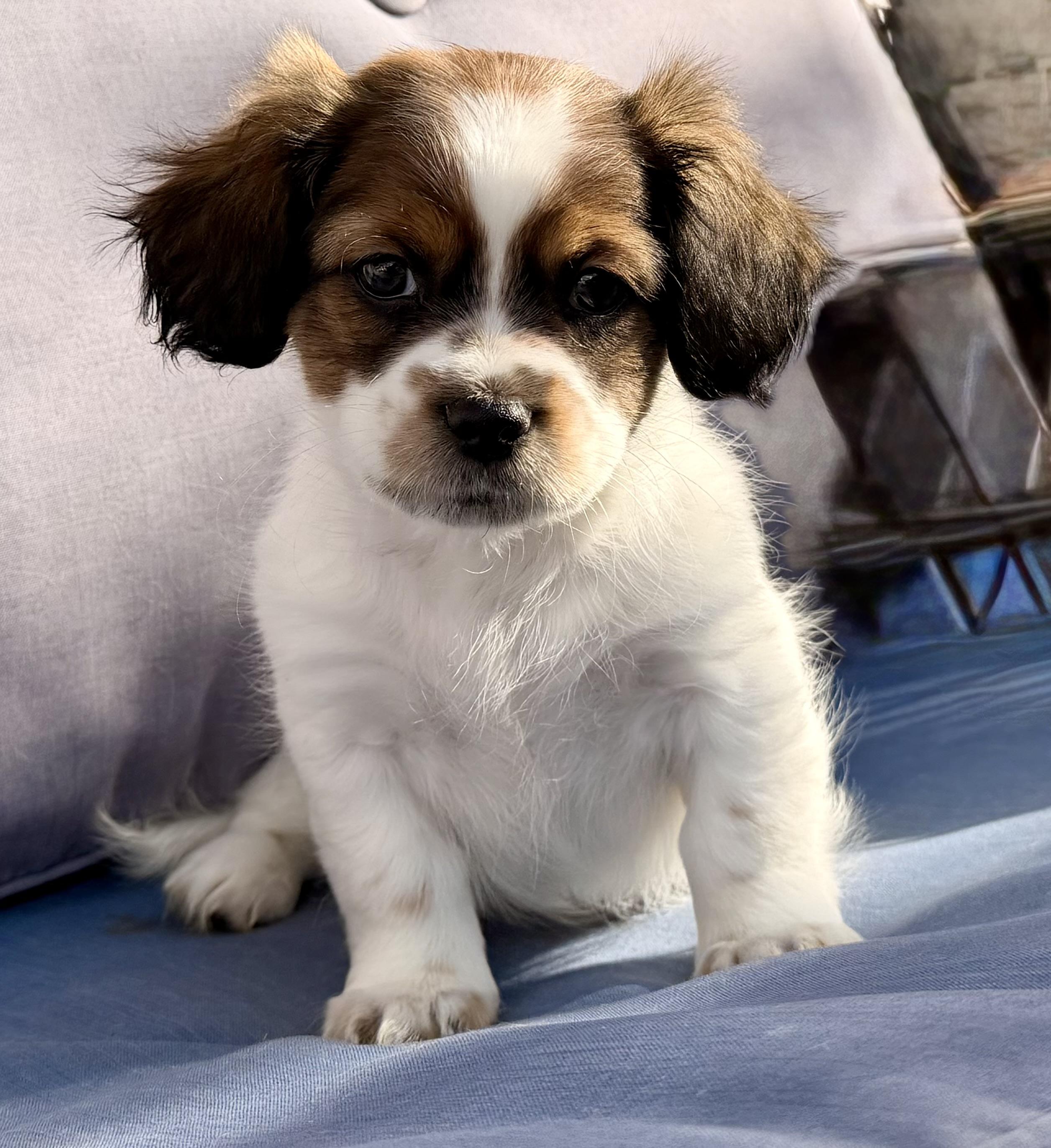 Maui , ADOPTABLE, Puppy Male Cavalier King Charles Spaniel & Shih Tzu.