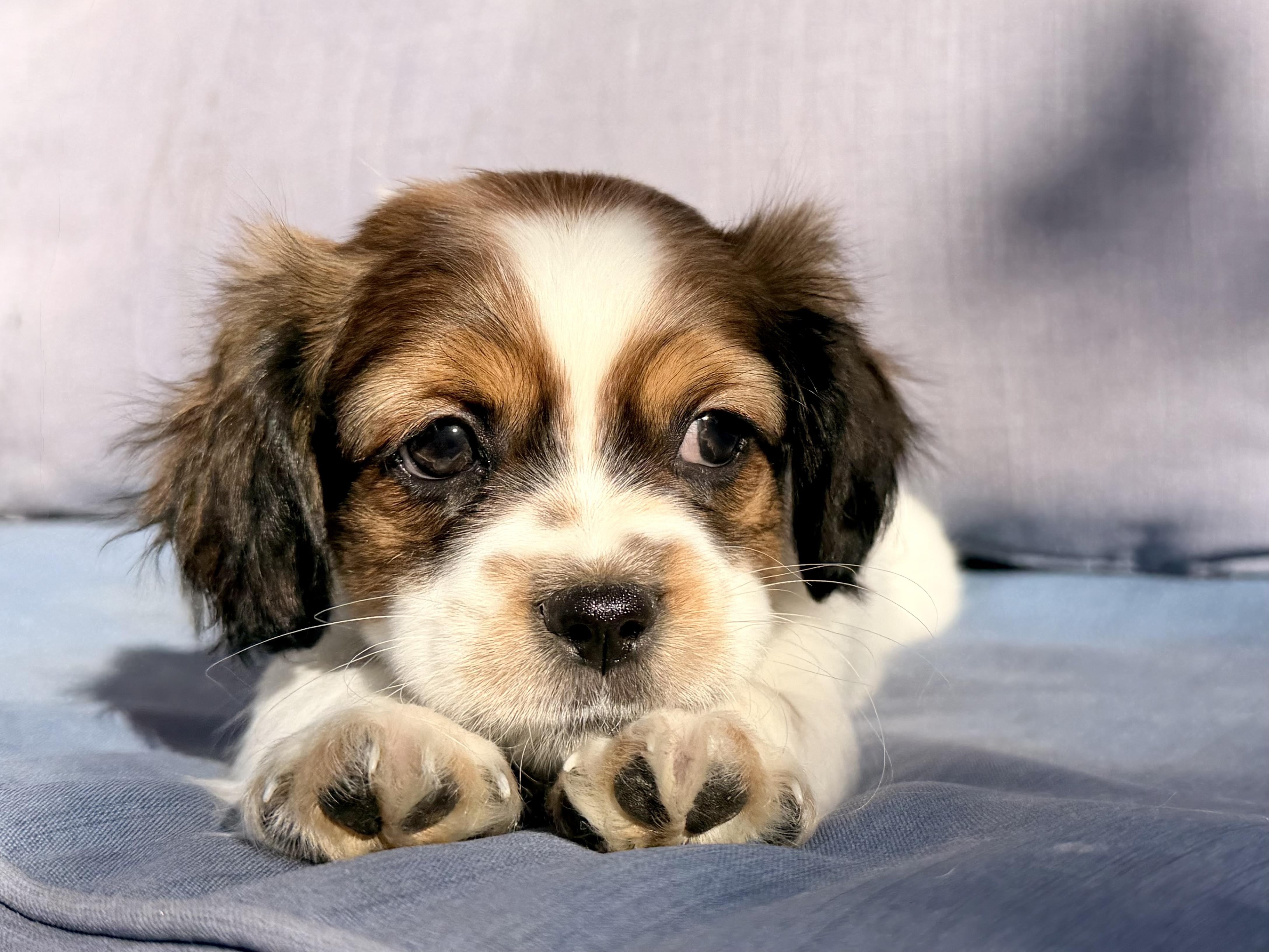 Enlarge Maui , a ADOPTABLE mixed breed in ontario, CA image 5/5