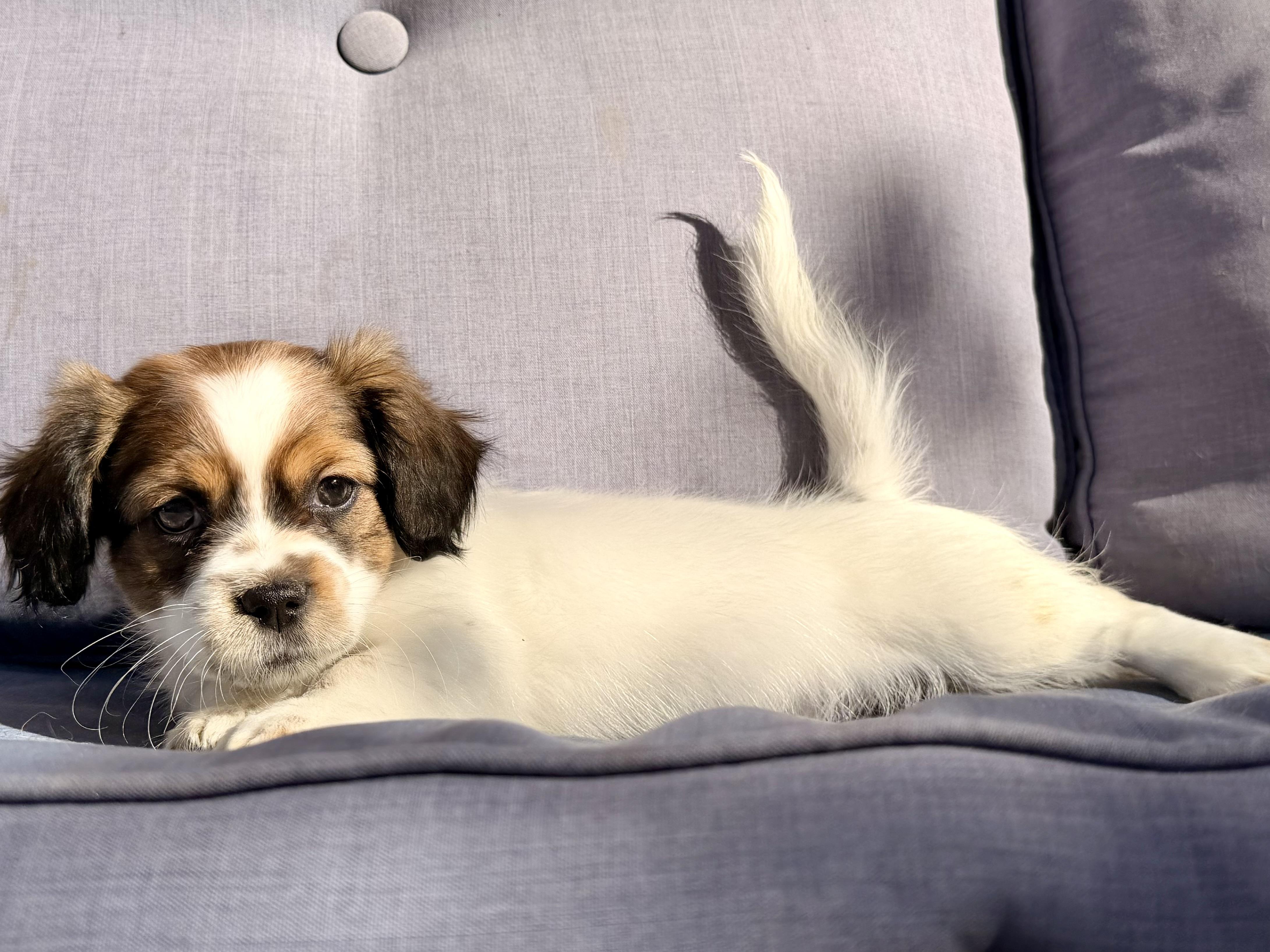 Enlarge Maui , a ADOPTABLE mixed breed in ontario, CA image 4/5