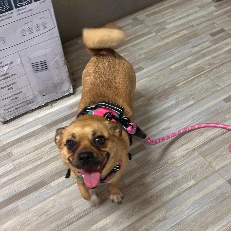 Tulip, Adoptable, Adult Female Cardigan Welsh Corgi & Pug.