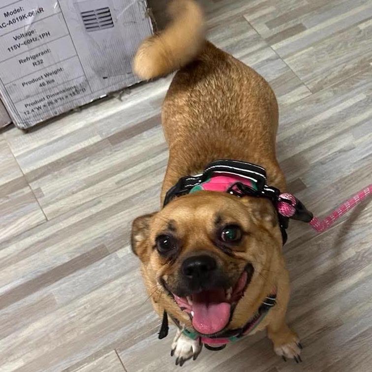 Tulip, a Adoptable mixed breed in Loves Park, IL image 2/4