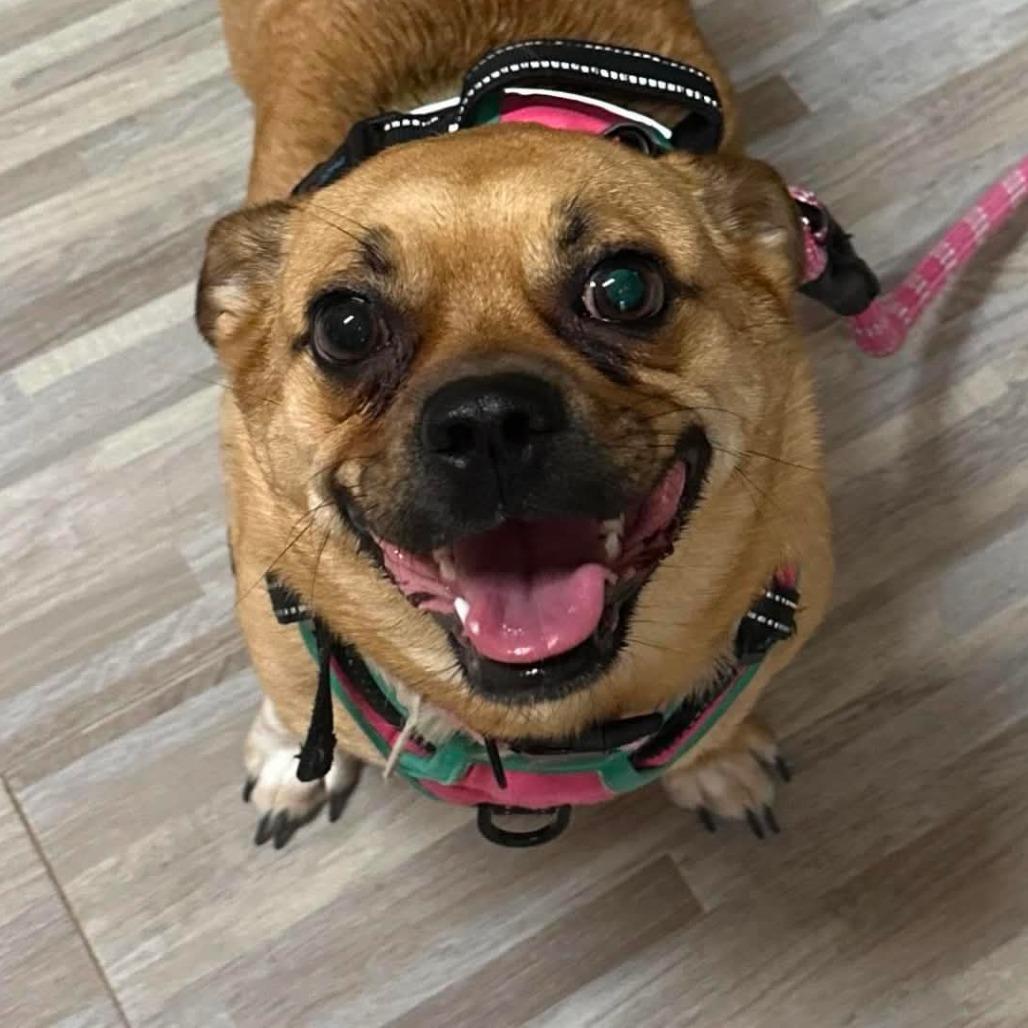 Tulip, a Adoptable mixed breed in Loves Park, IL image 3/4