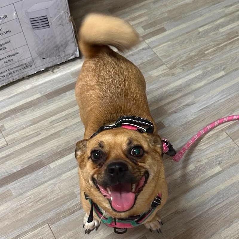 Tulip, a Adoptable mixed breed in Loves Park, IL image 4/4