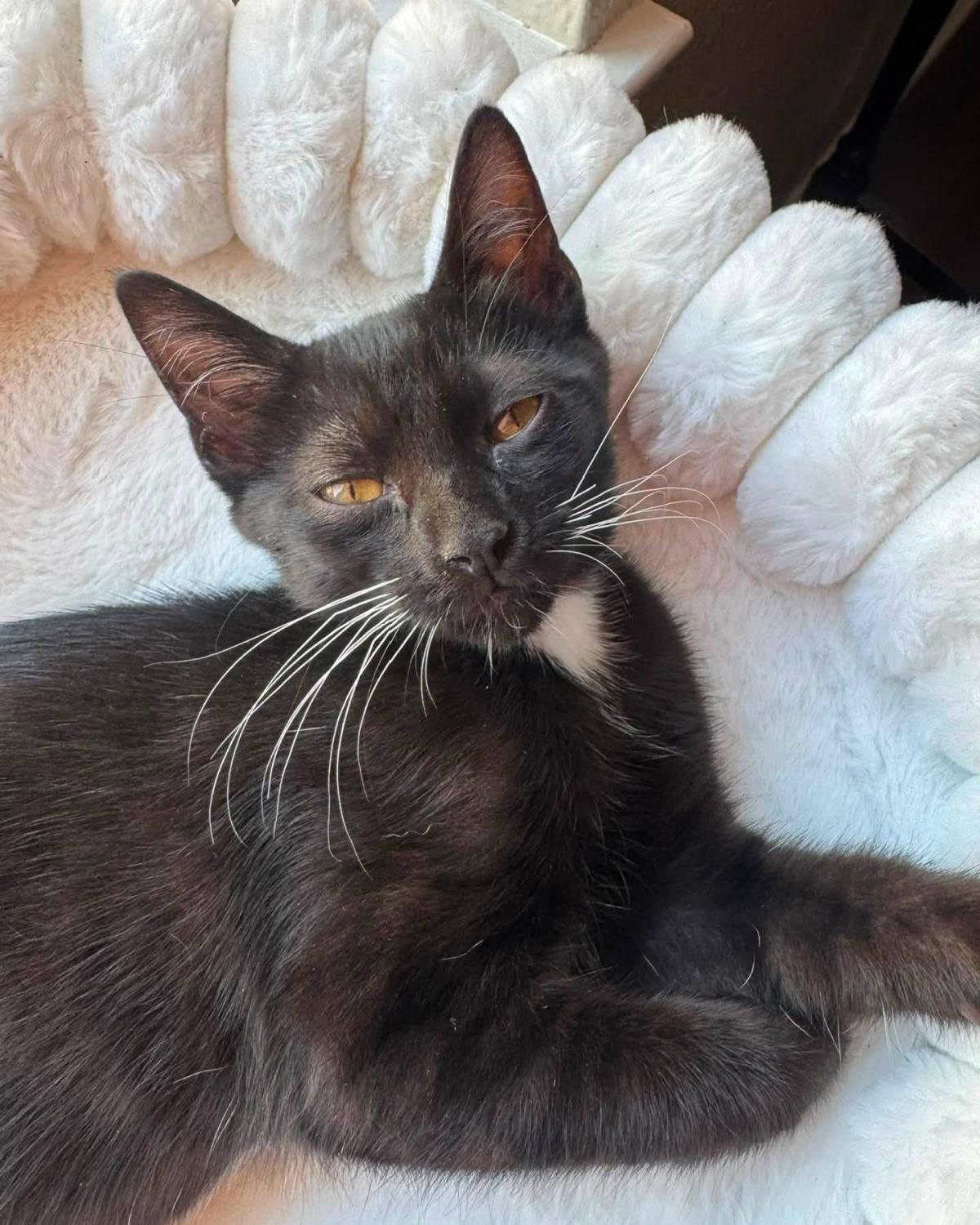 Eclair, Adoptable, Young Female Domestic Short Hair.