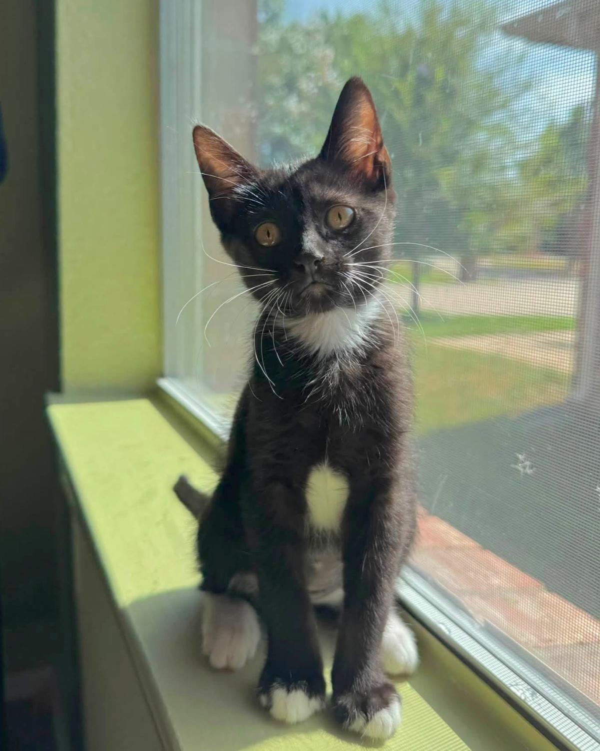 Enlarge Eclair, a Adoptable Domestic Short Hair in Frisco, TX image 3/3