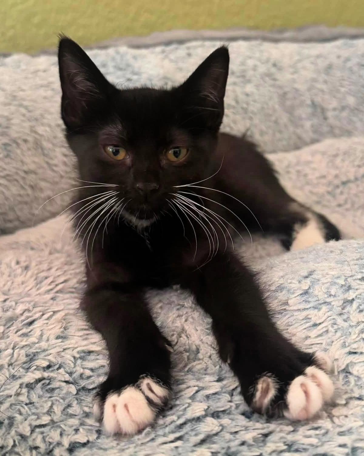 Enlarge Eclair, a Adoptable Domestic Short Hair in Frisco, TX image 2/3