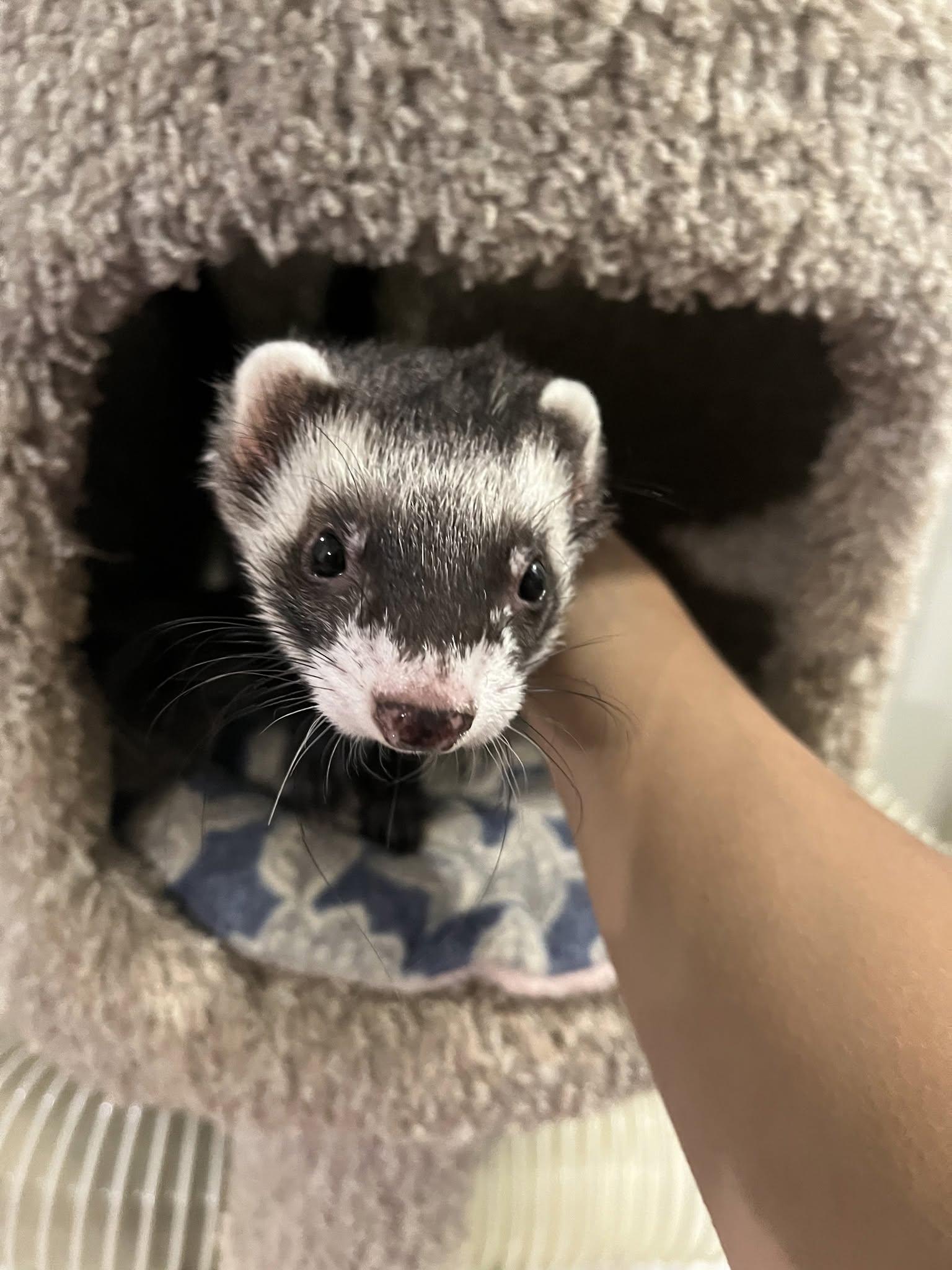 Rocket, ADOPTABLE, Adult Male Ferret.