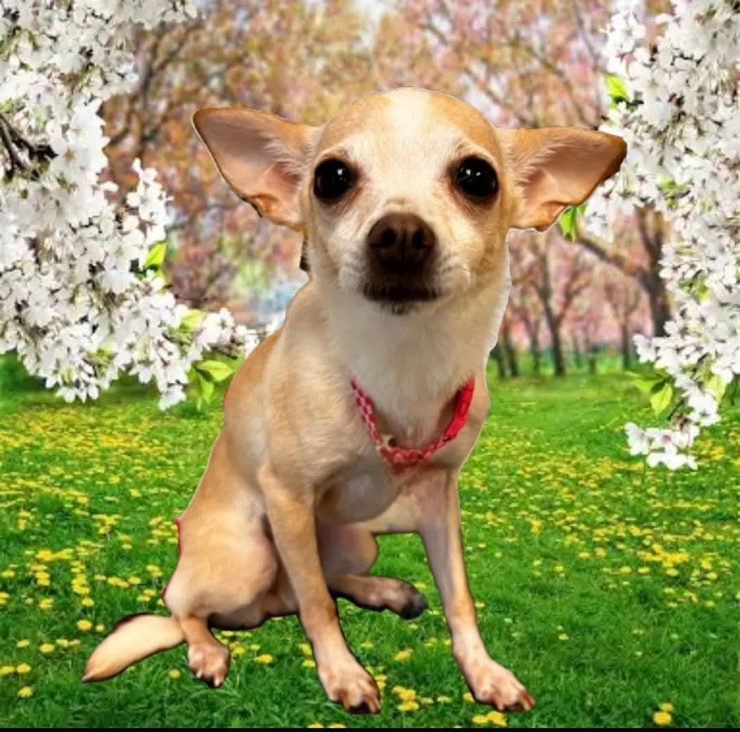 Elizabeth, a Adoptable Chihuahua in Clovis, CA image 1/4