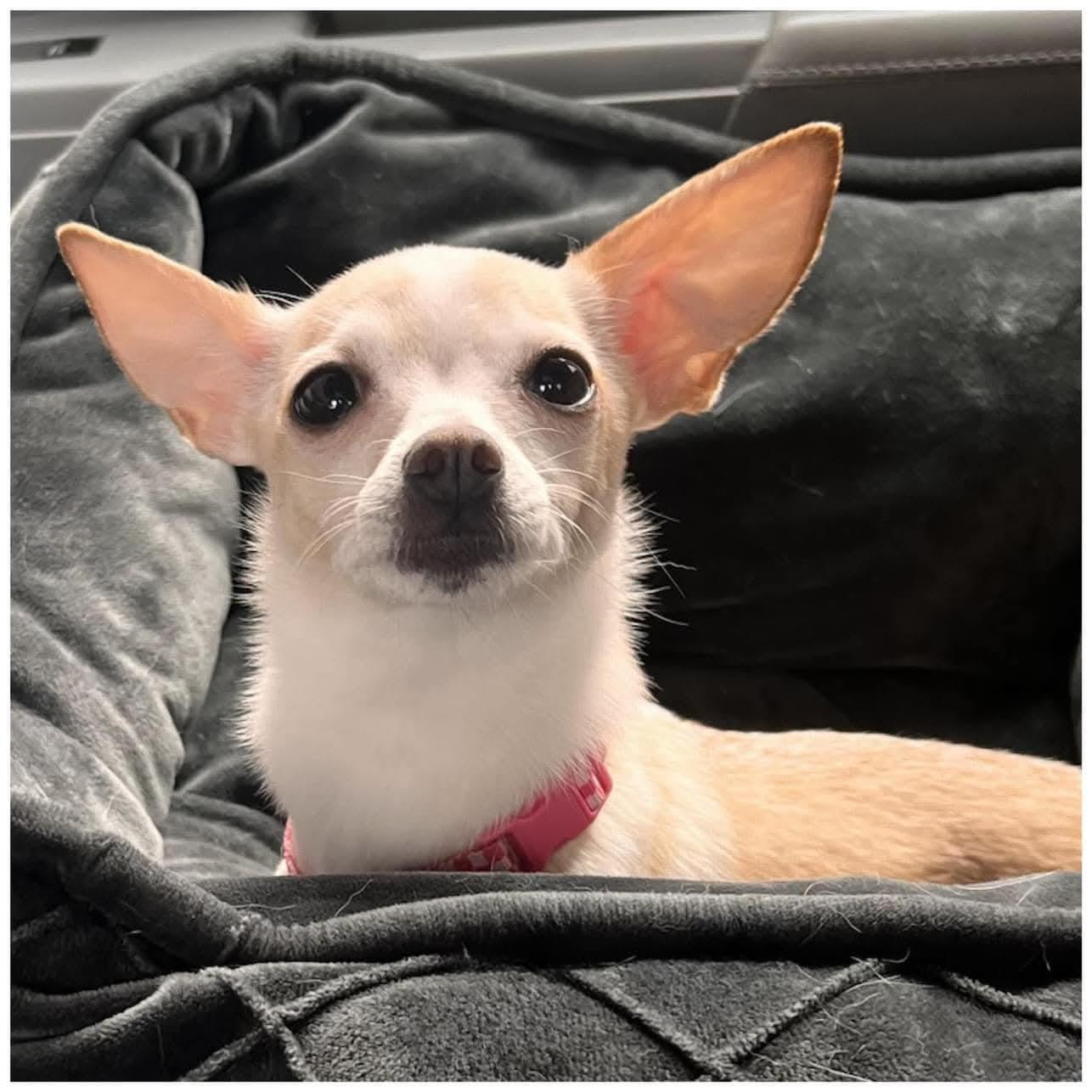 Elizabeth, a Adoptable Chihuahua in Clovis, CA image 2/4