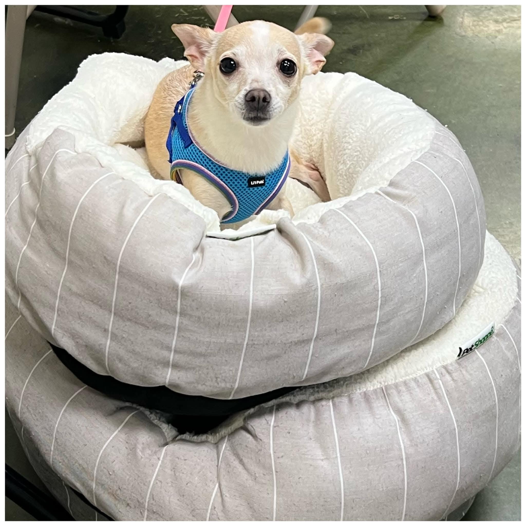 Elizabeth, a Adoptable Chihuahua in Clovis, CA image 3/4