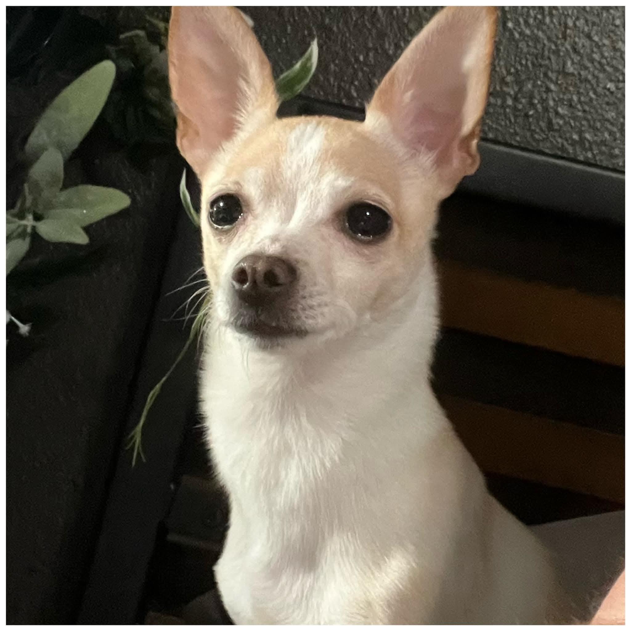 Elizabeth, a Adoptable Chihuahua in Clovis, CA image 4/4