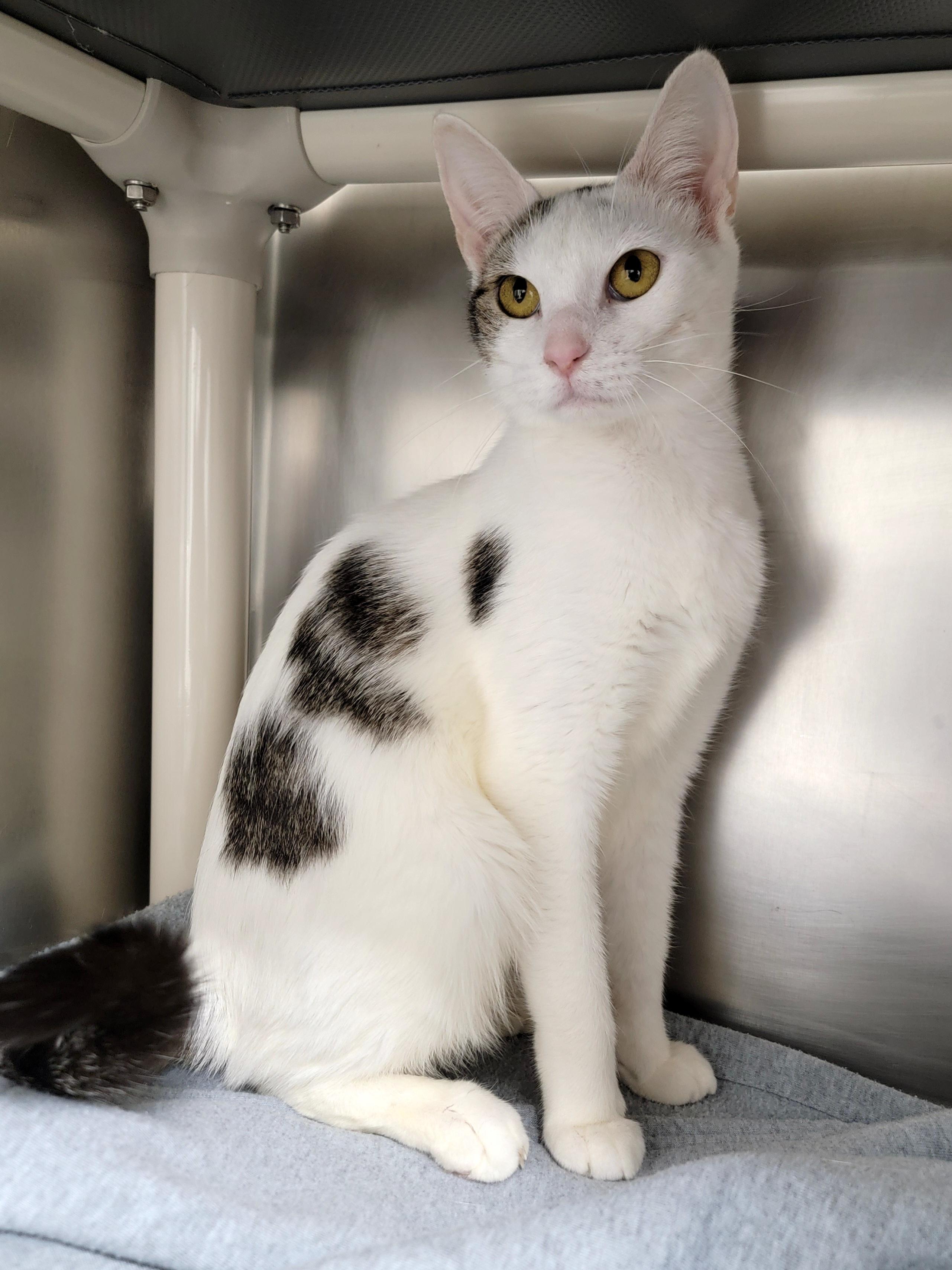 Enlarge Mope, a Adoptable Domestic Short Hair in Hornell, NY image 1/2