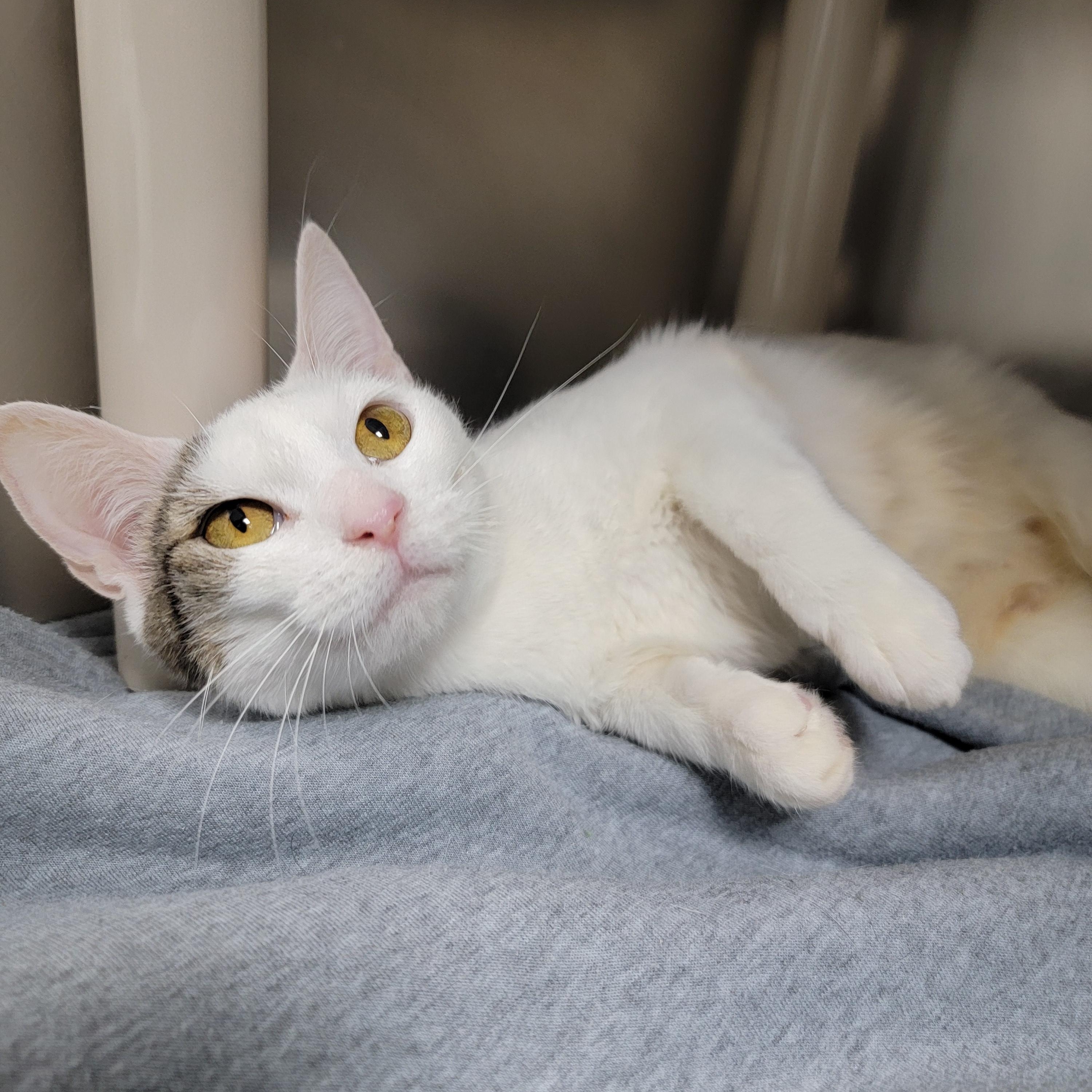 Enlarge Mope, a Adoptable Domestic Short Hair in Hornell, NY image 2/2