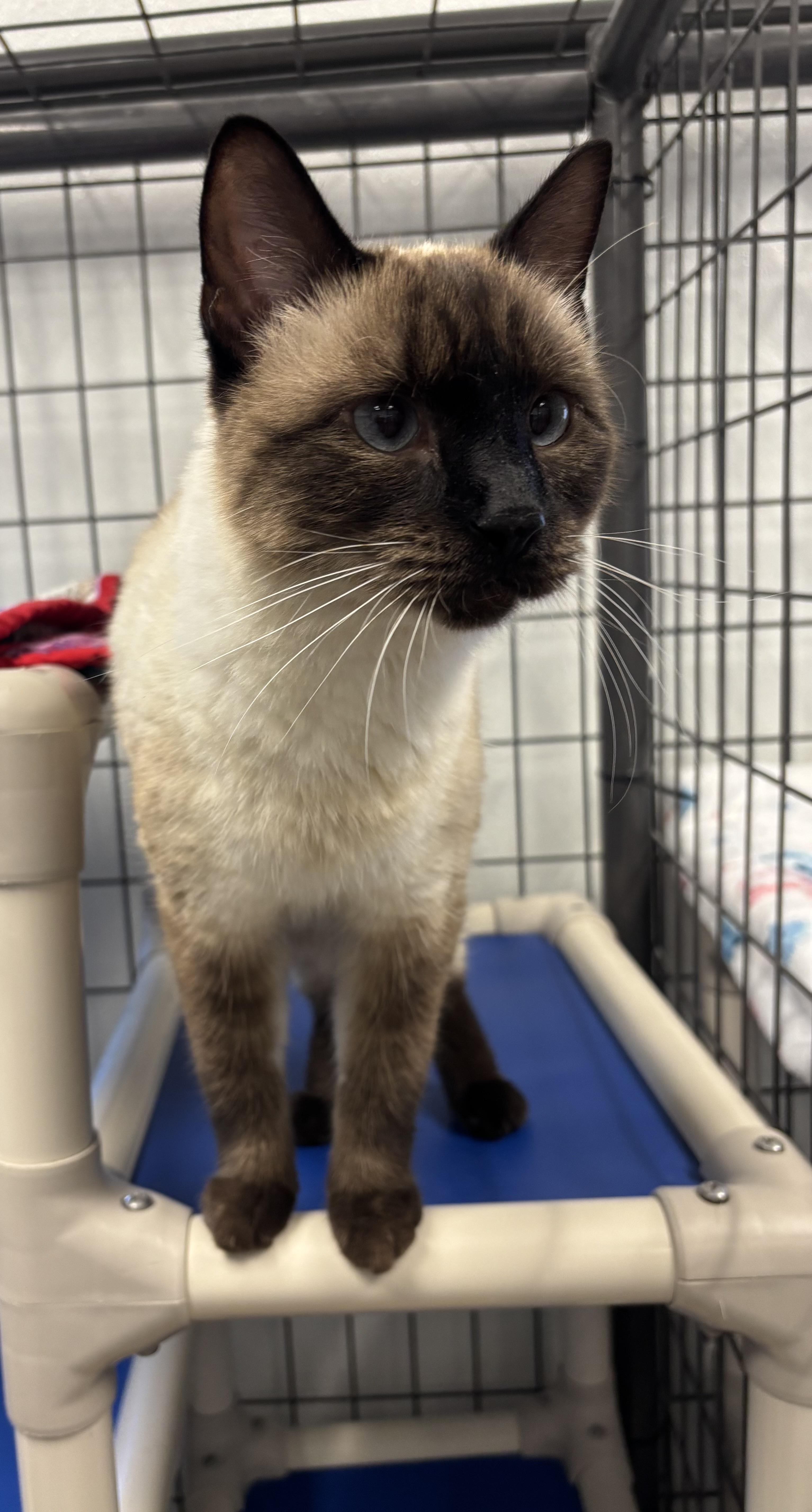 Enlarge Stella, a Adoptable Siamese in Torrington, WY image 4/4