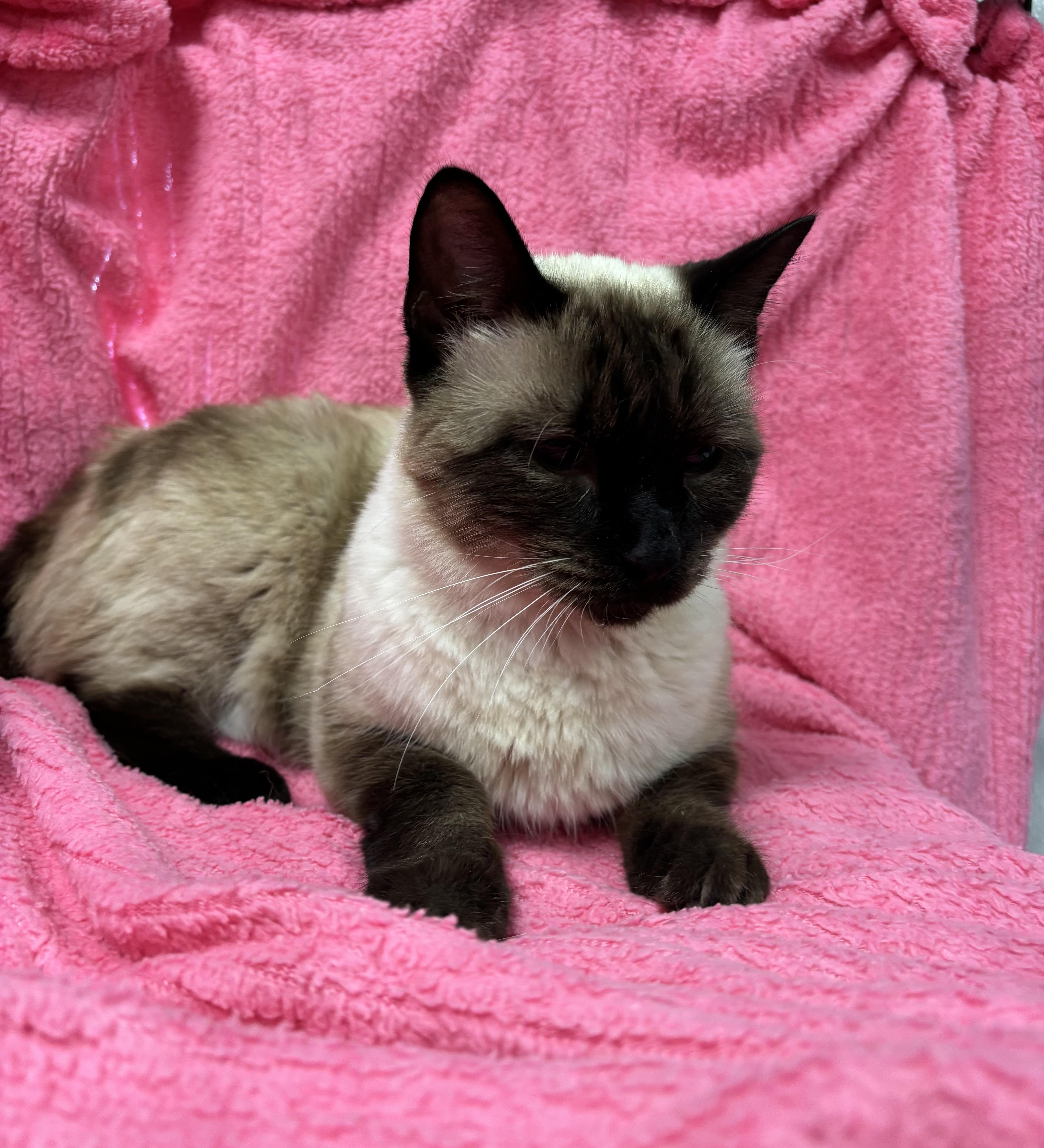 Enlarge Stella, a Adoptable Siamese in Torrington, WY image 2/4