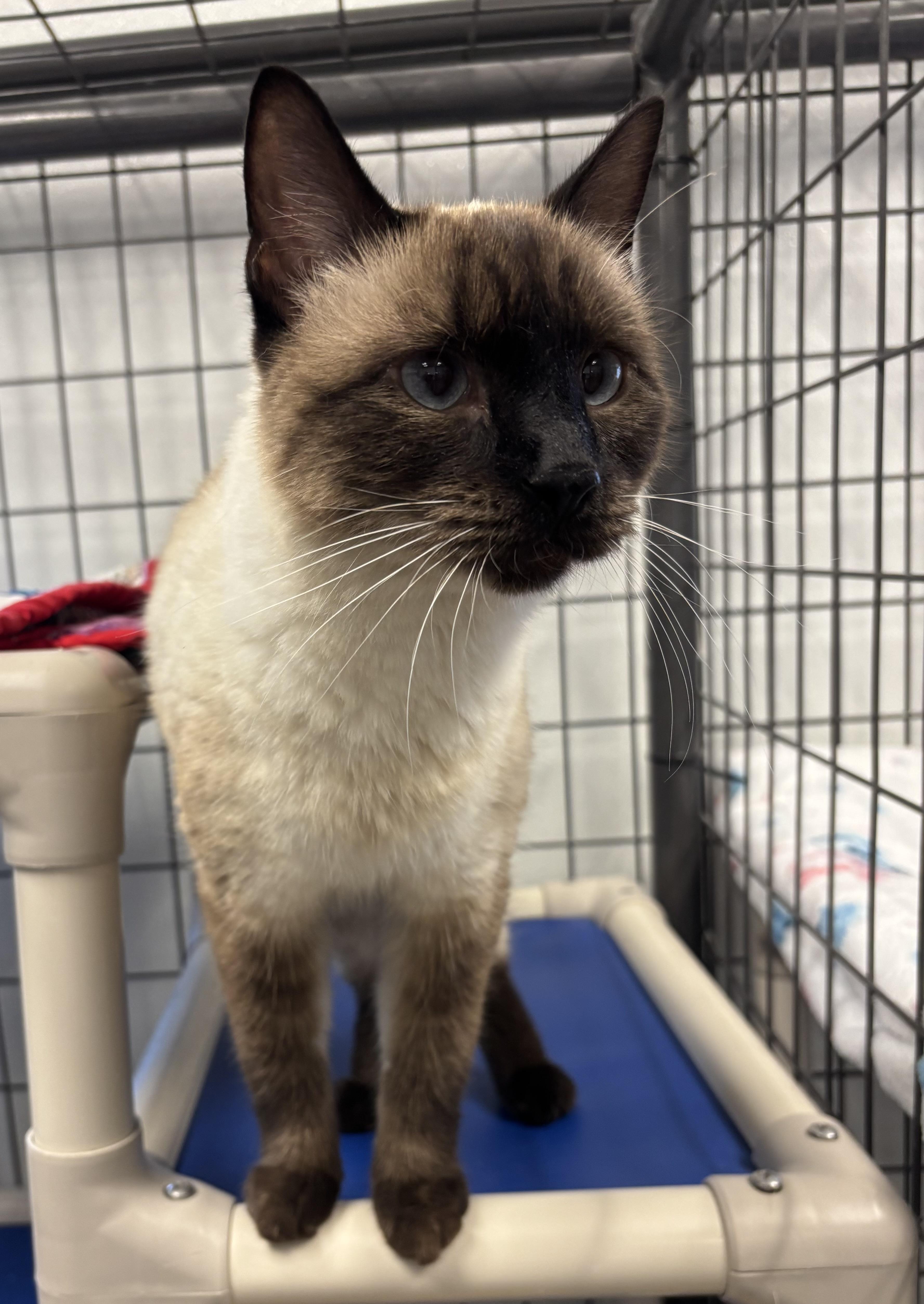 Stella, Adoptable, Adult Female Siamese.