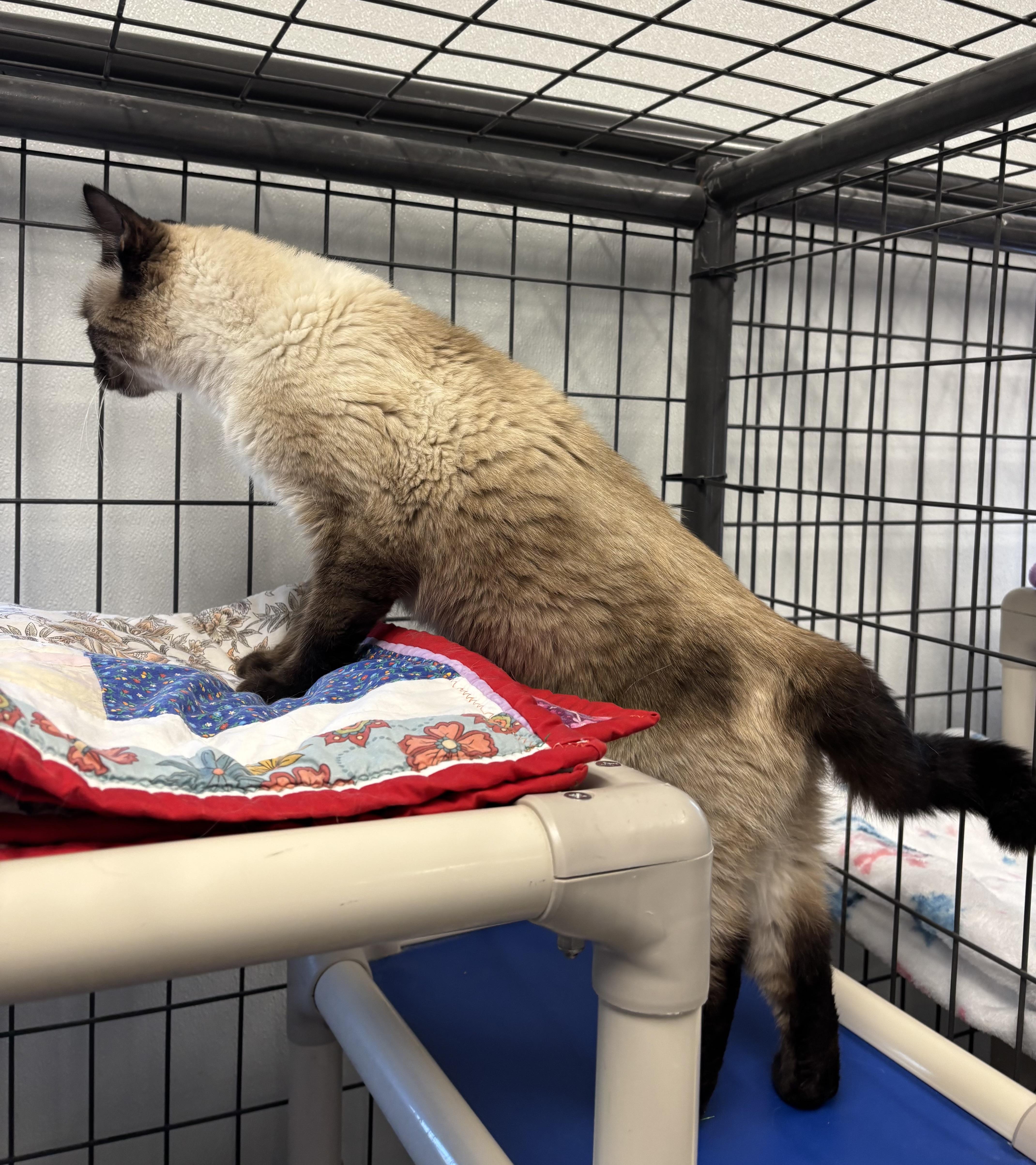 Enlarge Stella, a Adoptable Siamese in Torrington, WY image 3/4