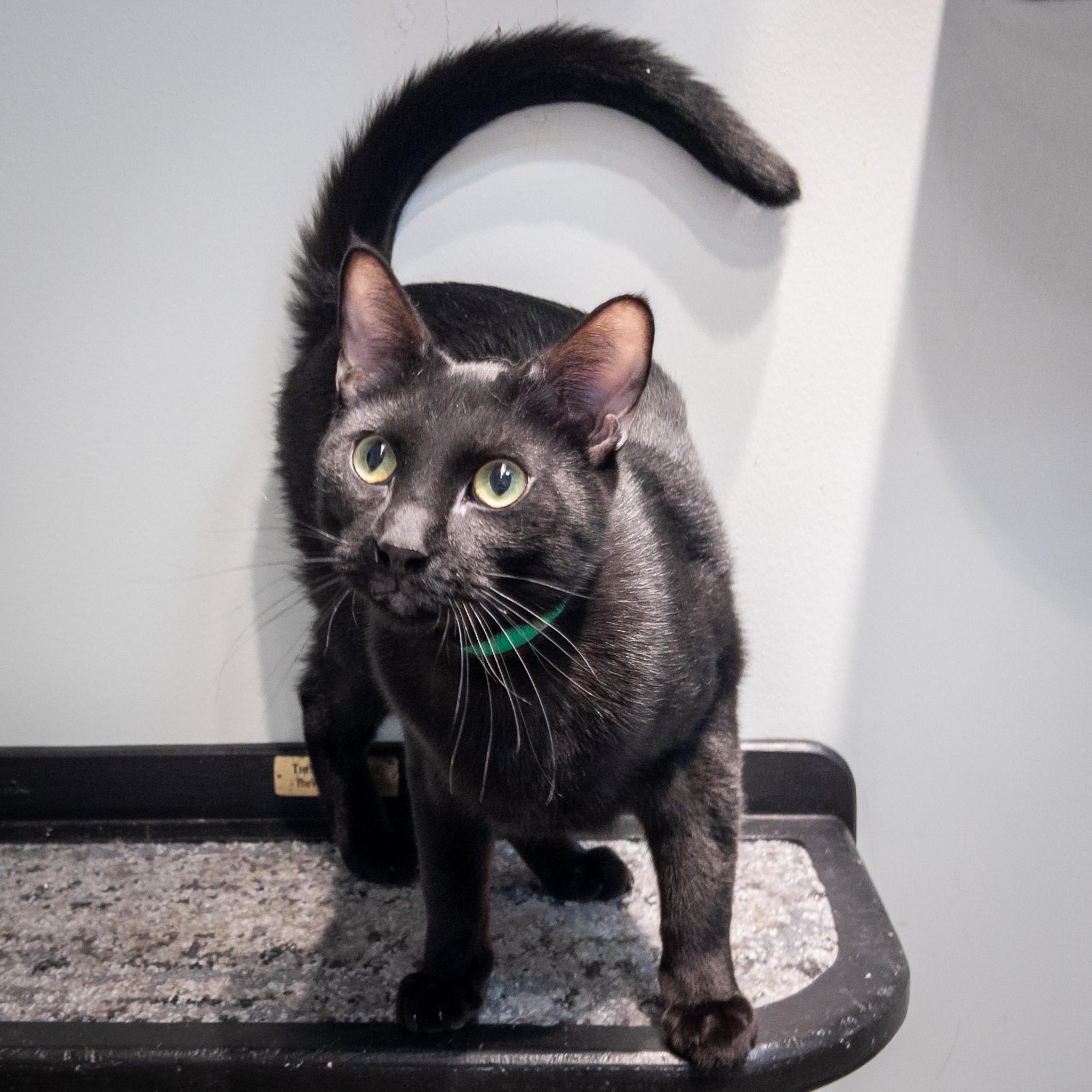 Enlarge Dougal, a ADOPTABLE mixed breed in Overland Park, KS image 1/1