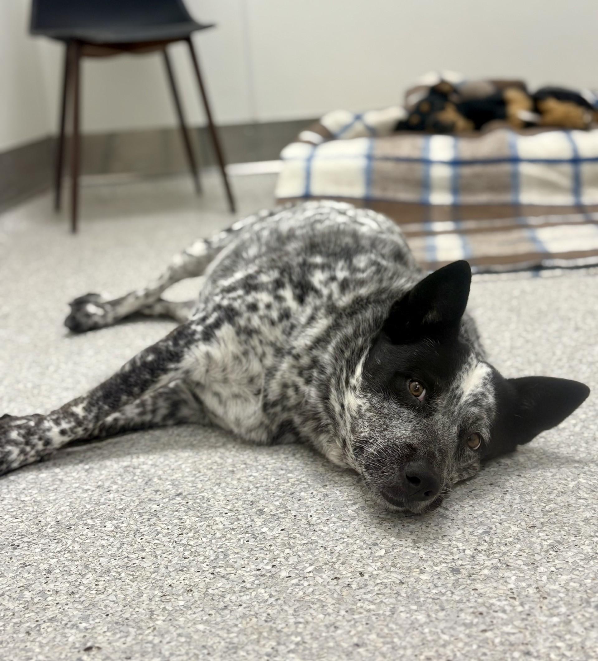 Enlarge Ero, a Adopted Australian Cattle Dog / Blue Heeler in Lake Havasu City, AZ image 1/1