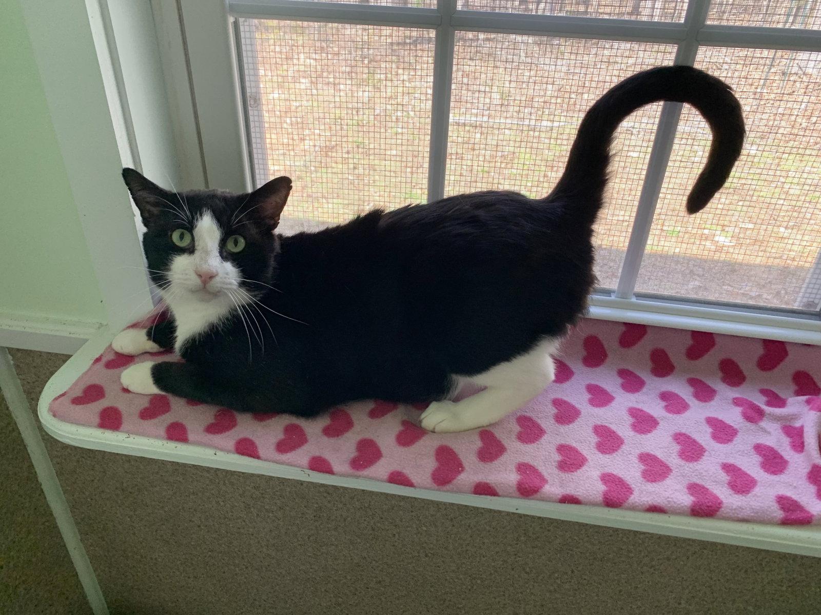 Usher, Adopted, Adult Male Domestic Short Hair & Tuxedo.
