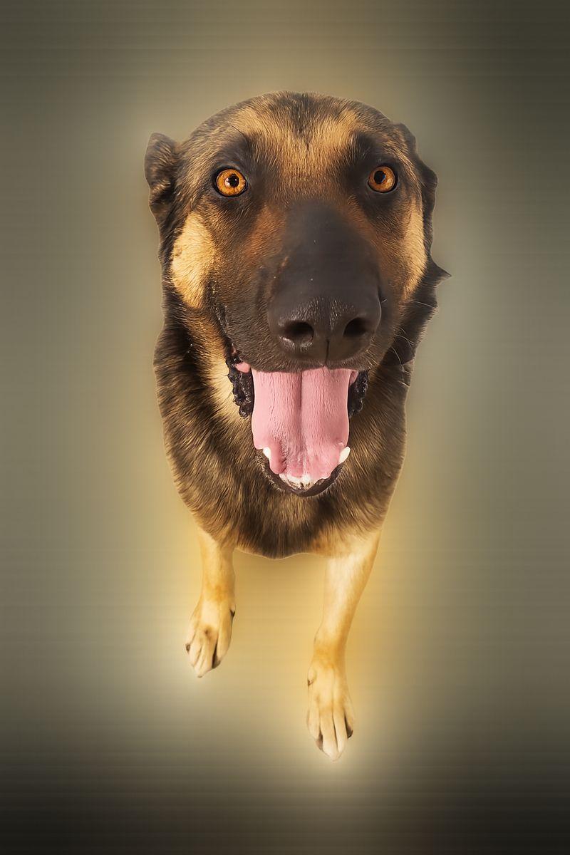 Enlarge Amos, a Adoptable mixed breed in Harlingen, TX image 2/3