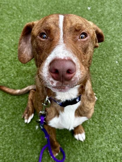 Choo Choo Feet, Adoptable, Adult Male Mixed Breed & Mixed Breed.