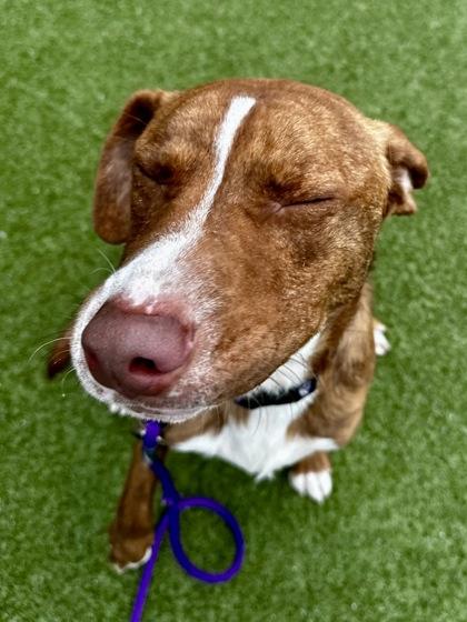 Enlarge Choo Choo Feet, a Adoptable mixed breed in Wichita, KS image 2/3