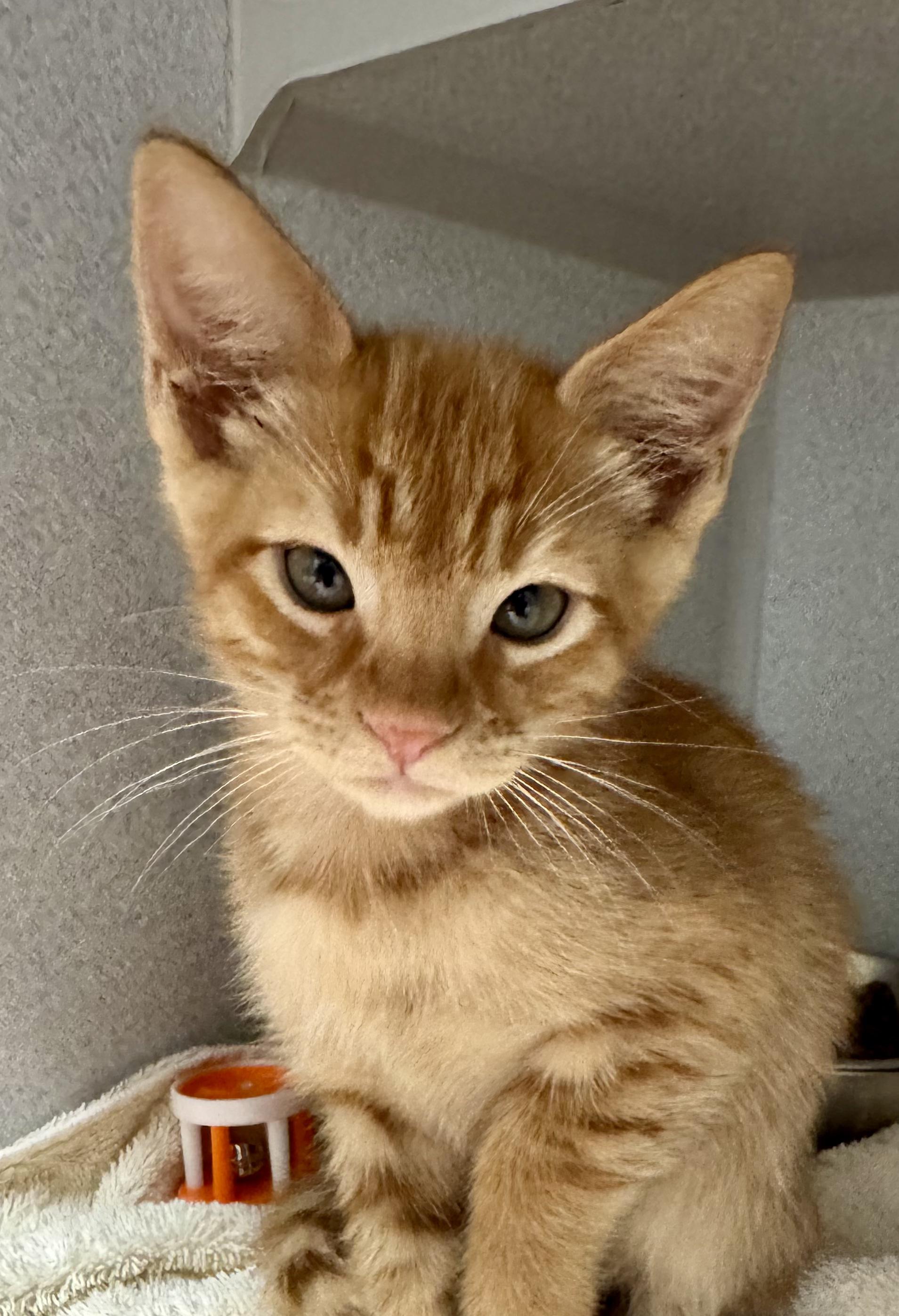 *Gucci, adopted, Kitten Male Tabby & Domestic Short Hair.