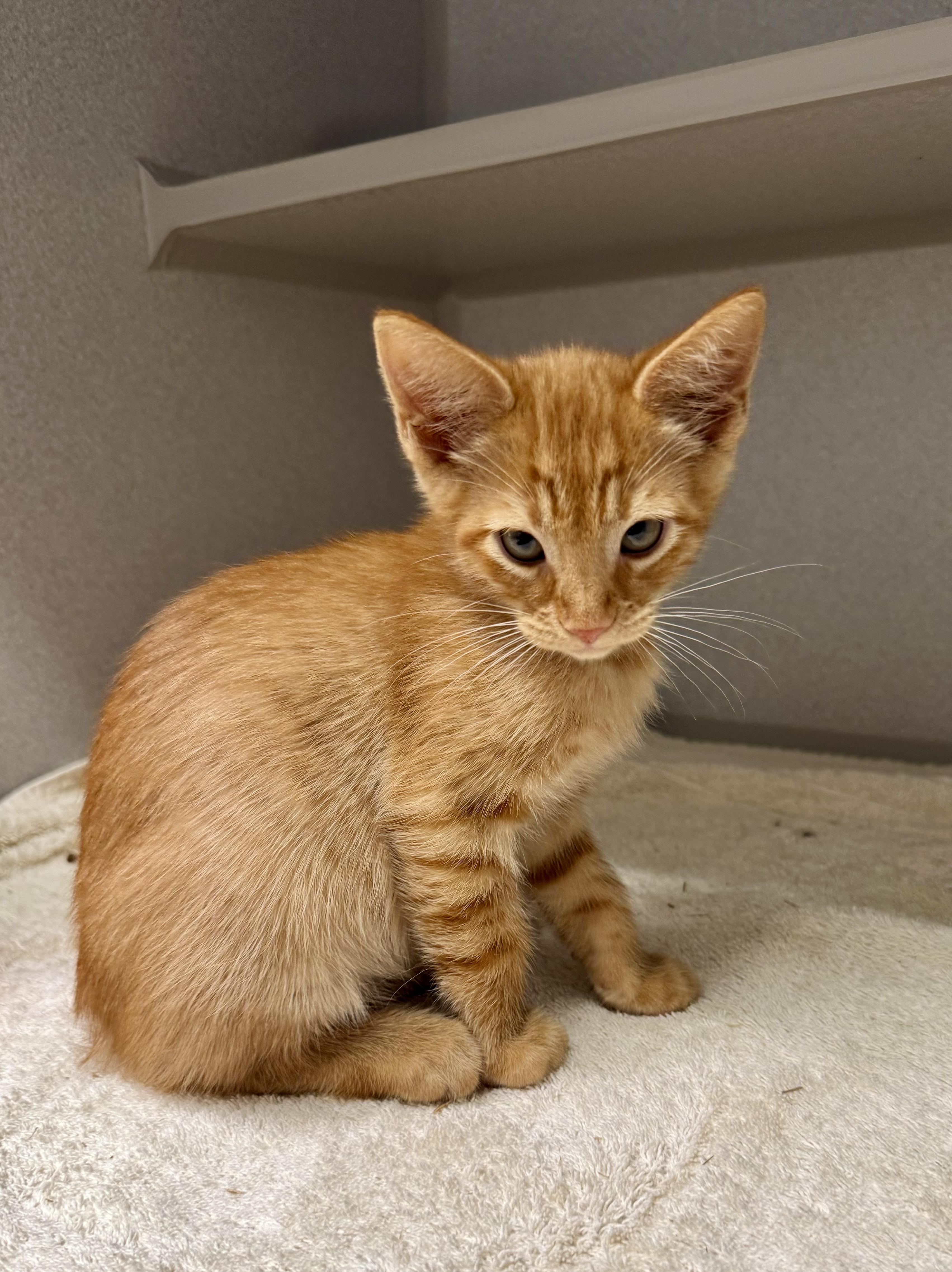 Enlarge *Gucci, an adopted mixed breed in Red Bluff, CA image 5/5