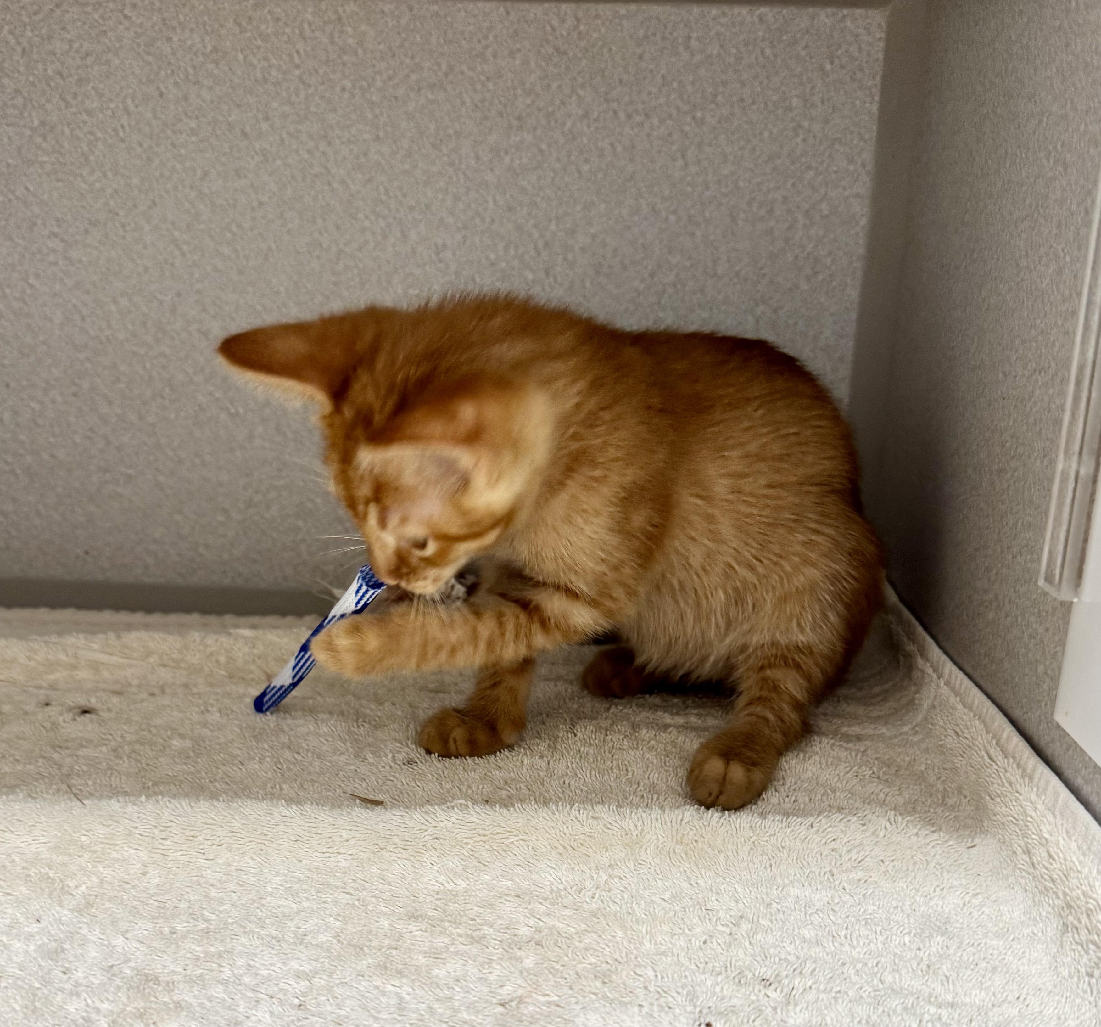 Enlarge *Gucci, an adopted mixed breed in Red Bluff, CA image 4/5