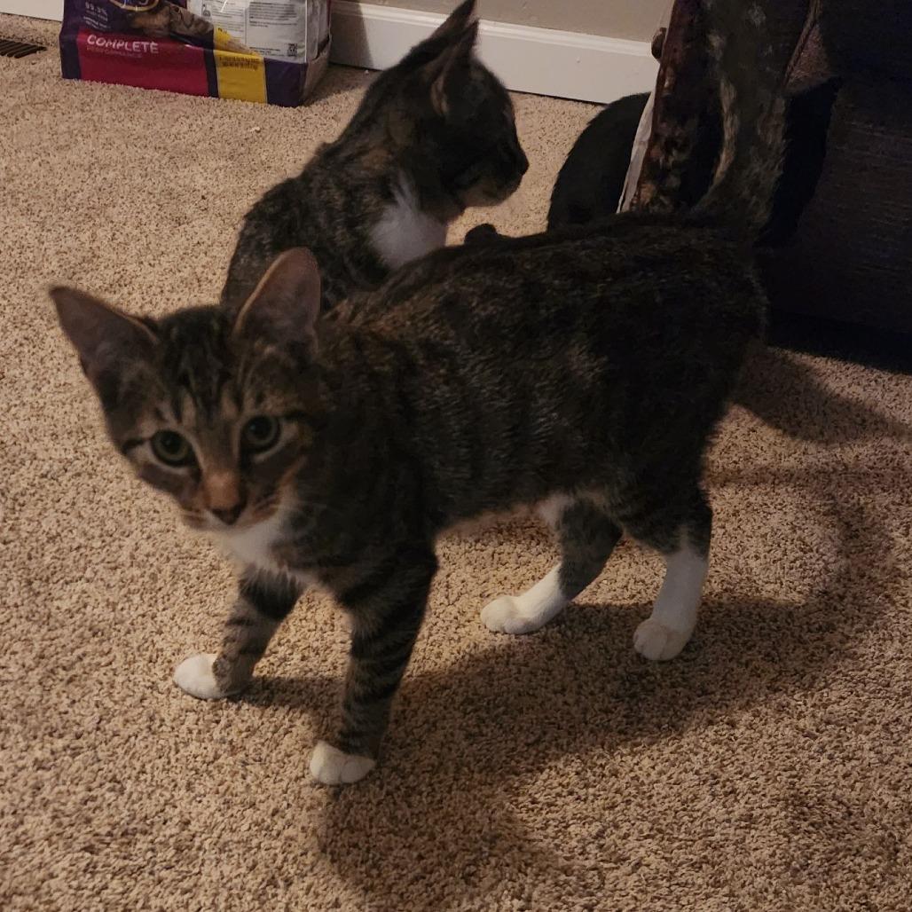 Autumn, a Adoptable Domestic Short Hair in Ferndale, WA image 1/4