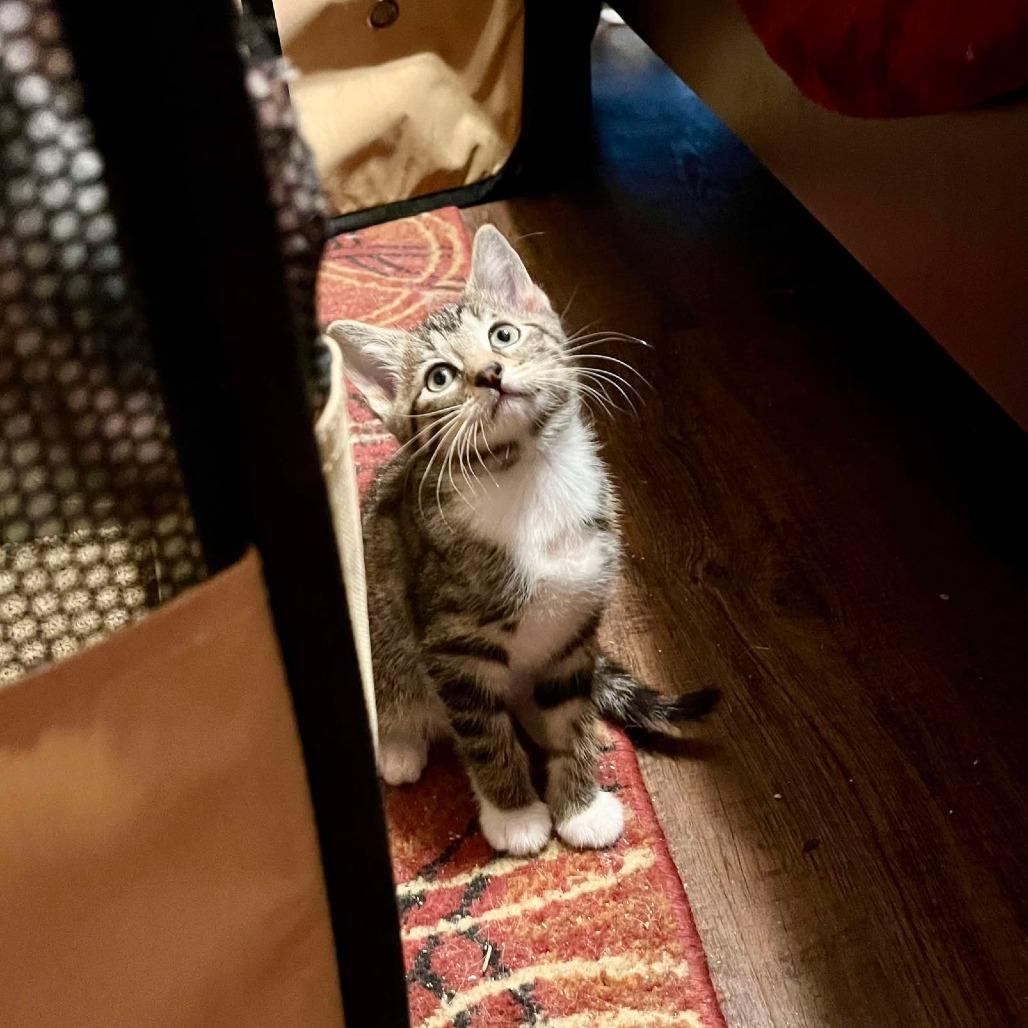 Autumn, a Adoptable Domestic Short Hair in Ferndale, WA image 3/4