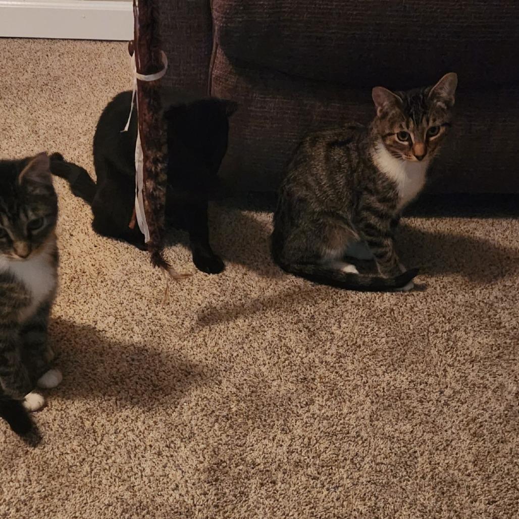 Autumn, a Adoptable Domestic Short Hair in Ferndale, WA image 4/4