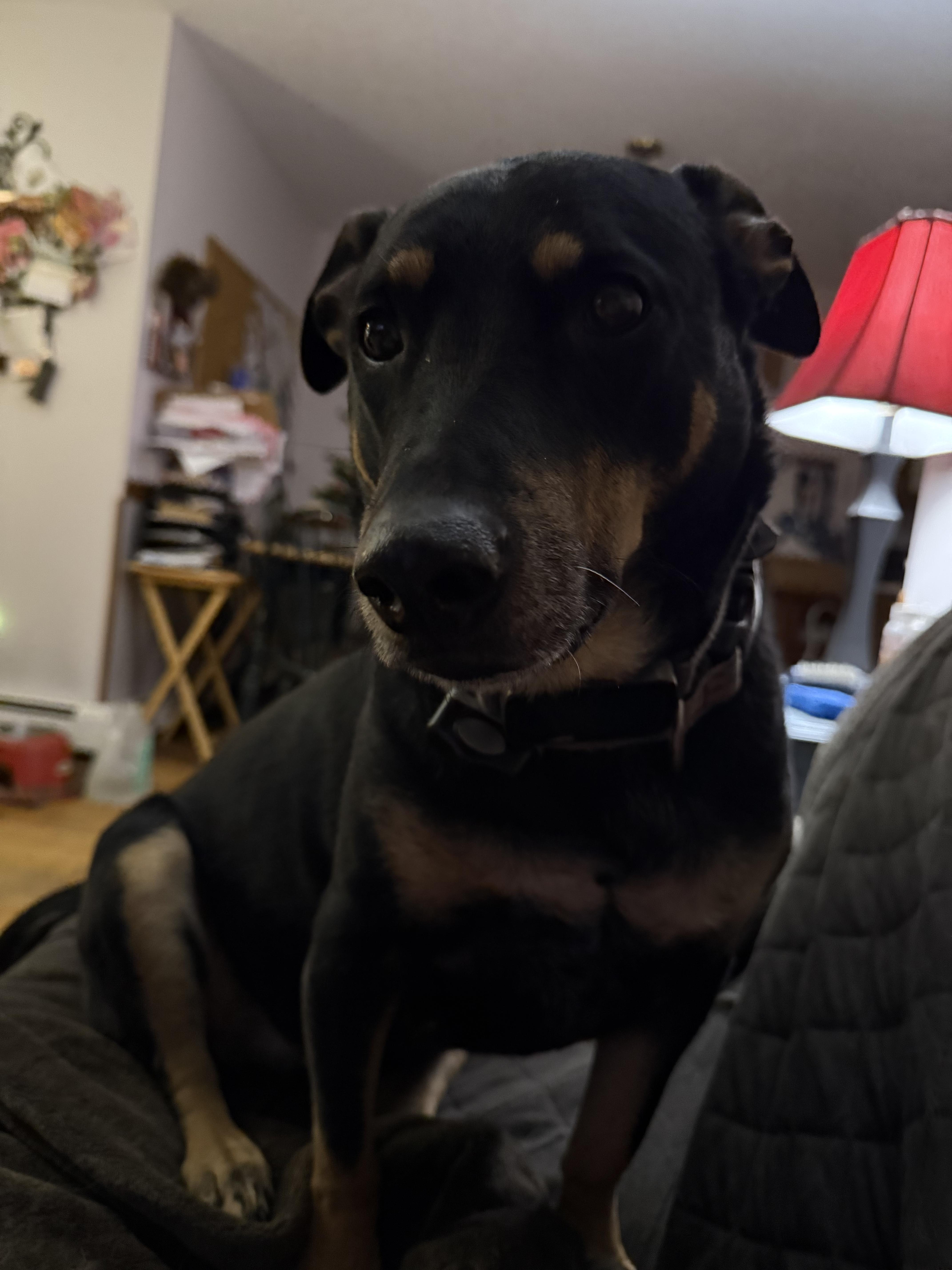 Kailey--COME MEET, Adoptable, Adult Female Labrador Retriever & Shepherd.