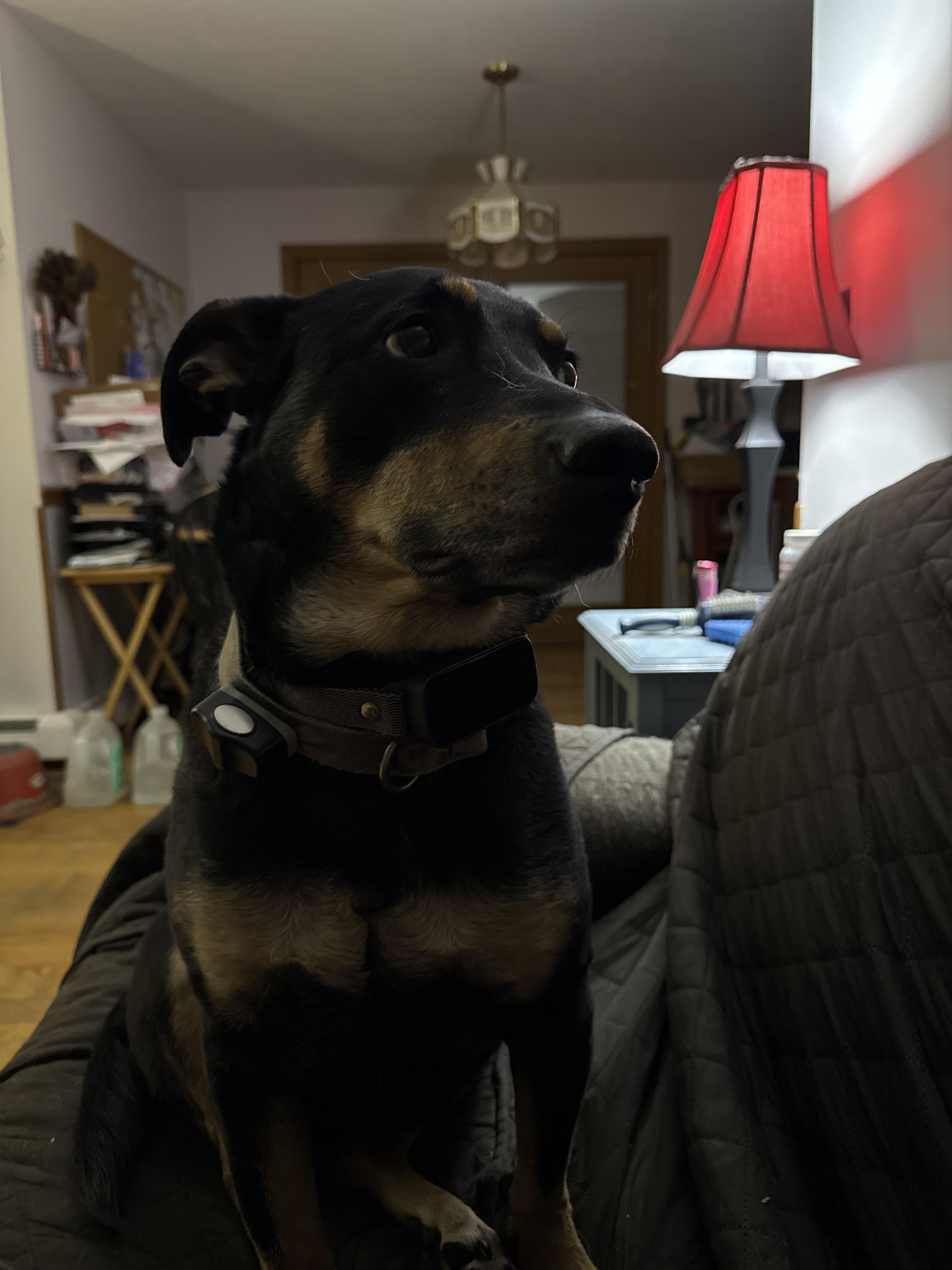 Enlarge Kailey--COME MEET, a Adoptable mixed breed in Medfield, MA image 3/3