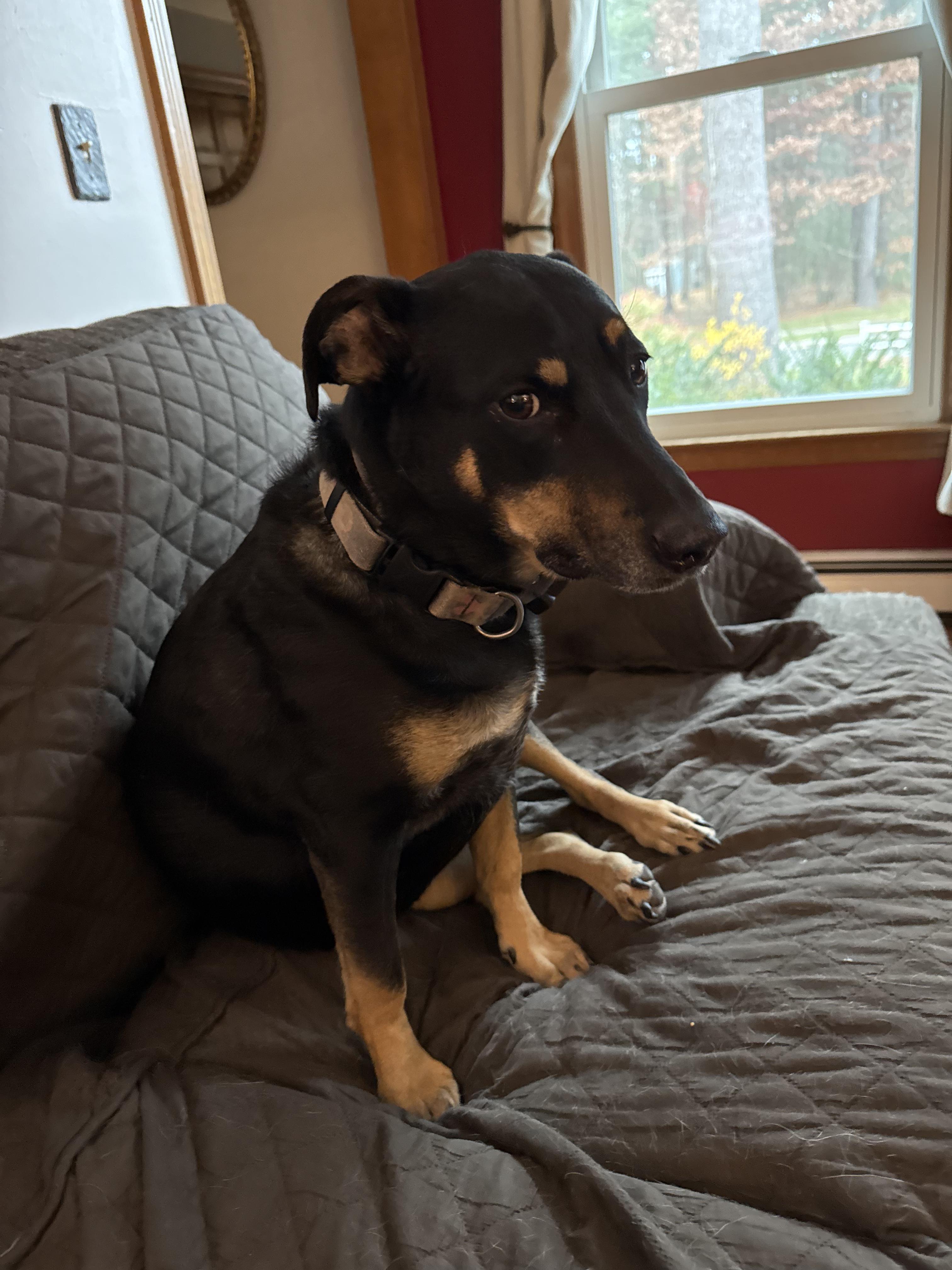 Enlarge Kailey--COME MEET, a Adoptable mixed breed in Medfield, MA image 2/3