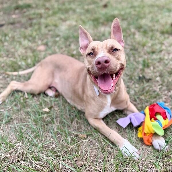 Ivan the Iconic, a Adoptable mixed breed in Syracuse, NY image 1/6