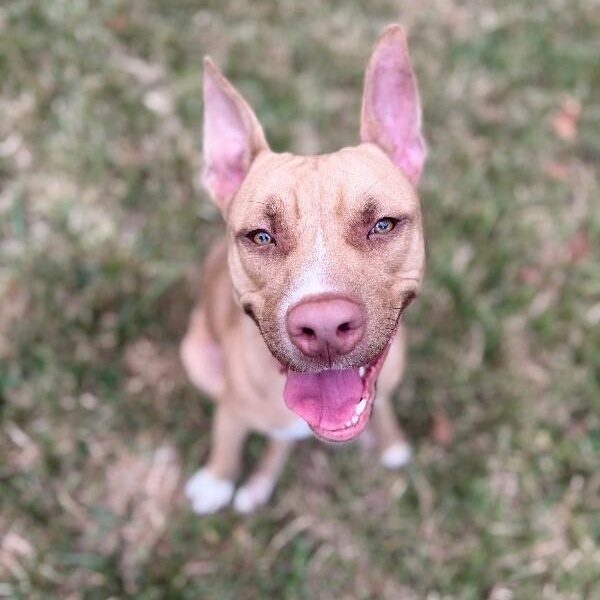 Ivan the Iconic, a Adoptable mixed breed in Syracuse, NY image 3/6