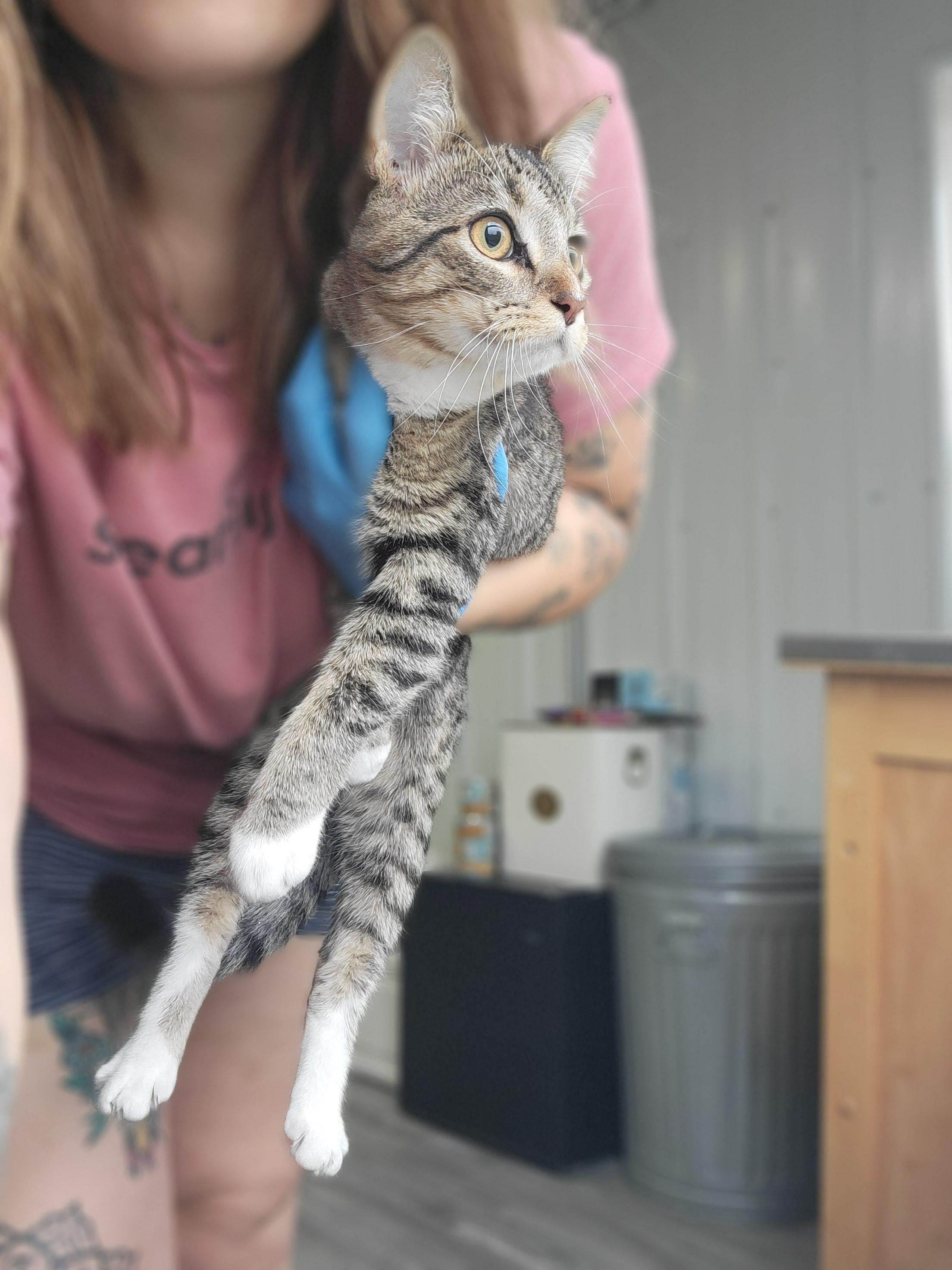 Trouble, Adoptable, Young Female Domestic Short Hair.