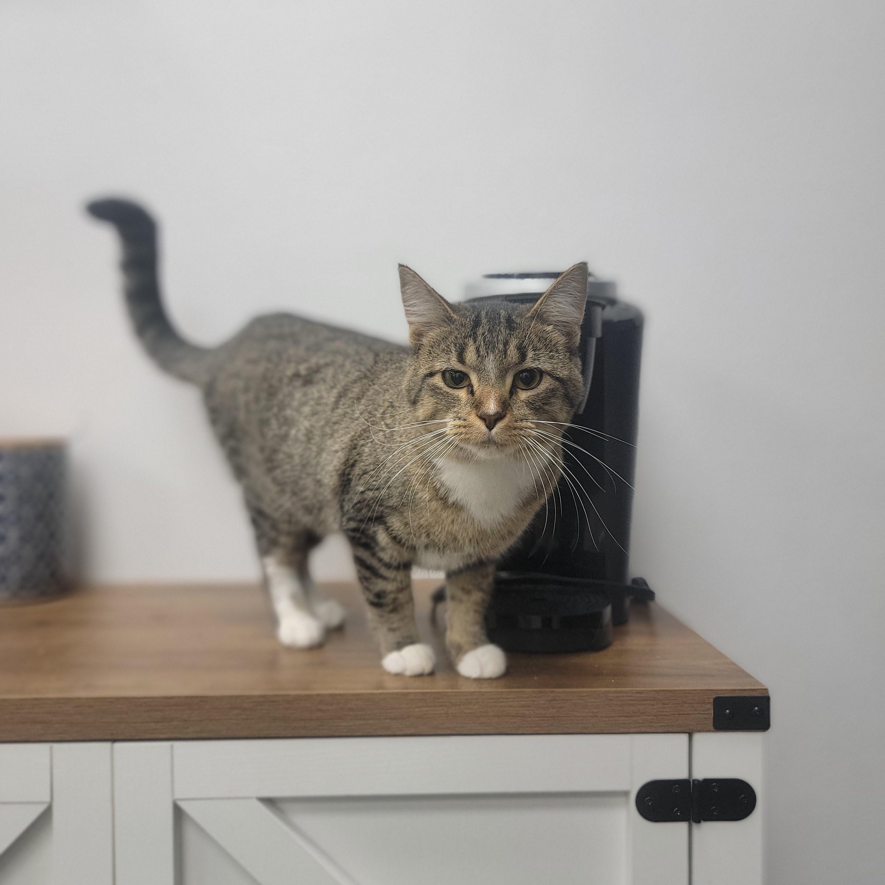 Trouble, Adoptable, Young Female Domestic Short Hair.