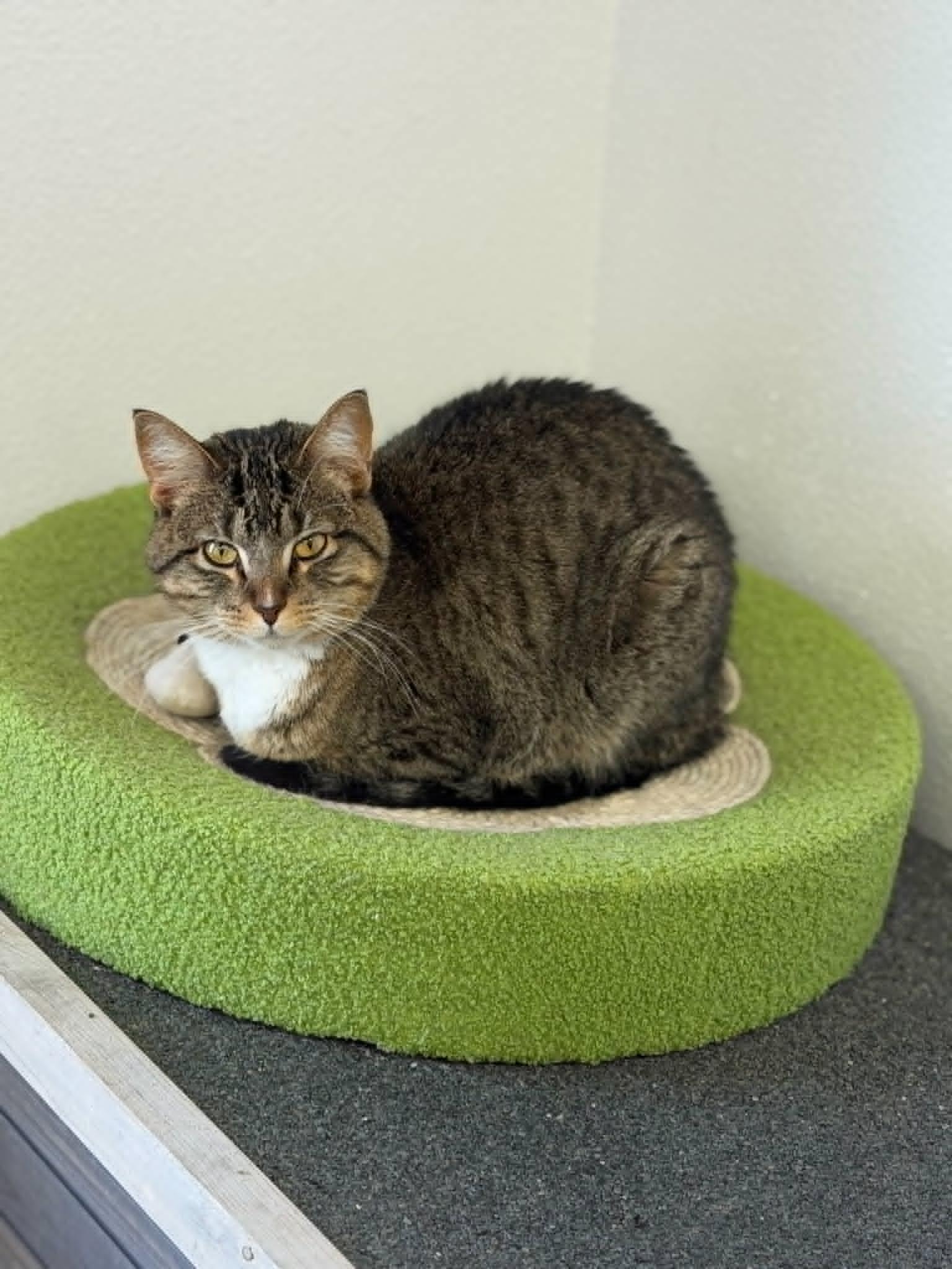 Enlarge Trouble, an adopted mixed breed in Fertile, MN image 3/5