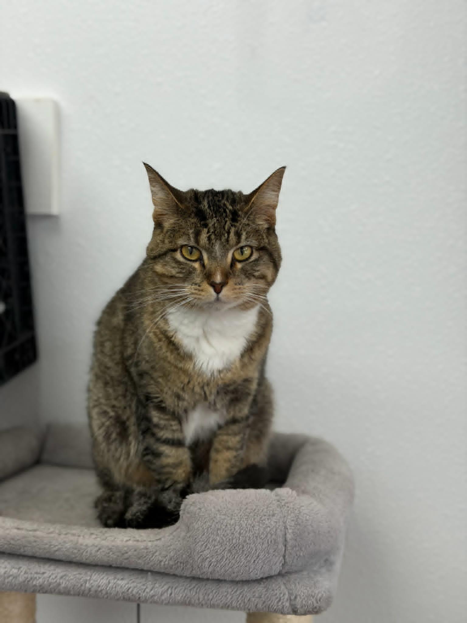 Enlarge Trouble, an adopted mixed breed in Fertile, MN image 4/5