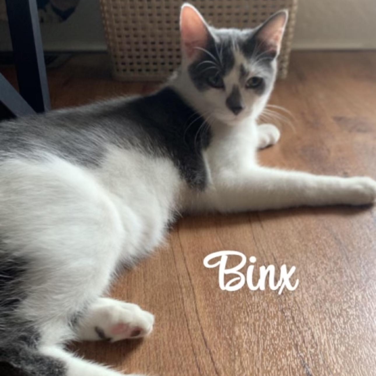 Binx, Adoptable, Kitten Male Domestic Short Hair.