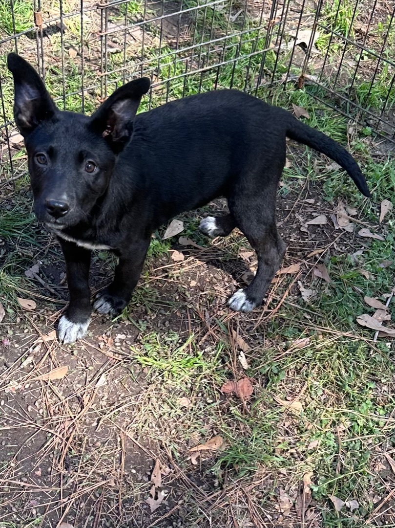 Candy, a Adoptable mixed breed image 1/5