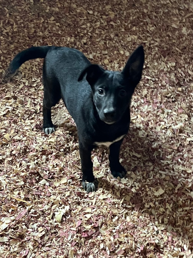 Candy, a Adoptable mixed breed image 2/5