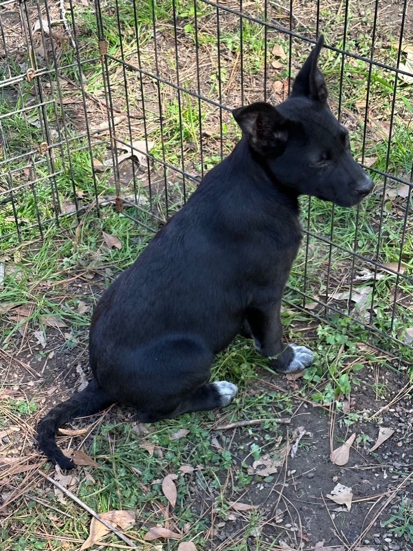 Candy, a Adoptable mixed breed image 3/5