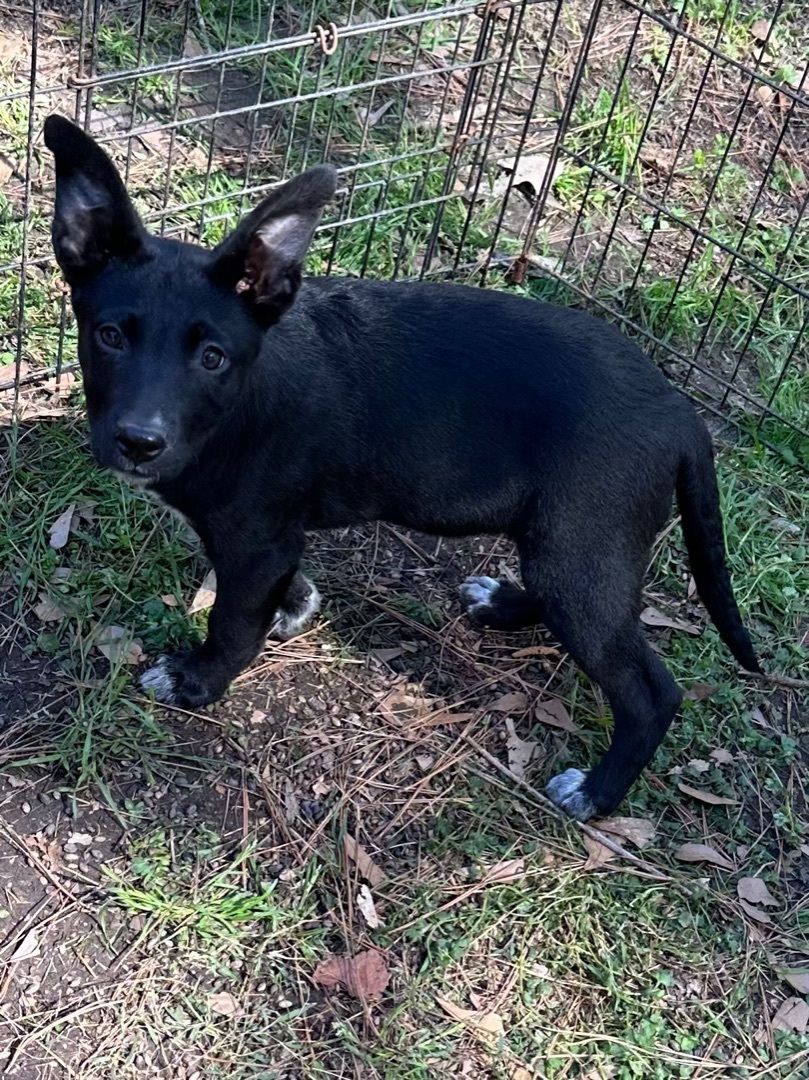 Candy, a Adoptable mixed breed image 4/5